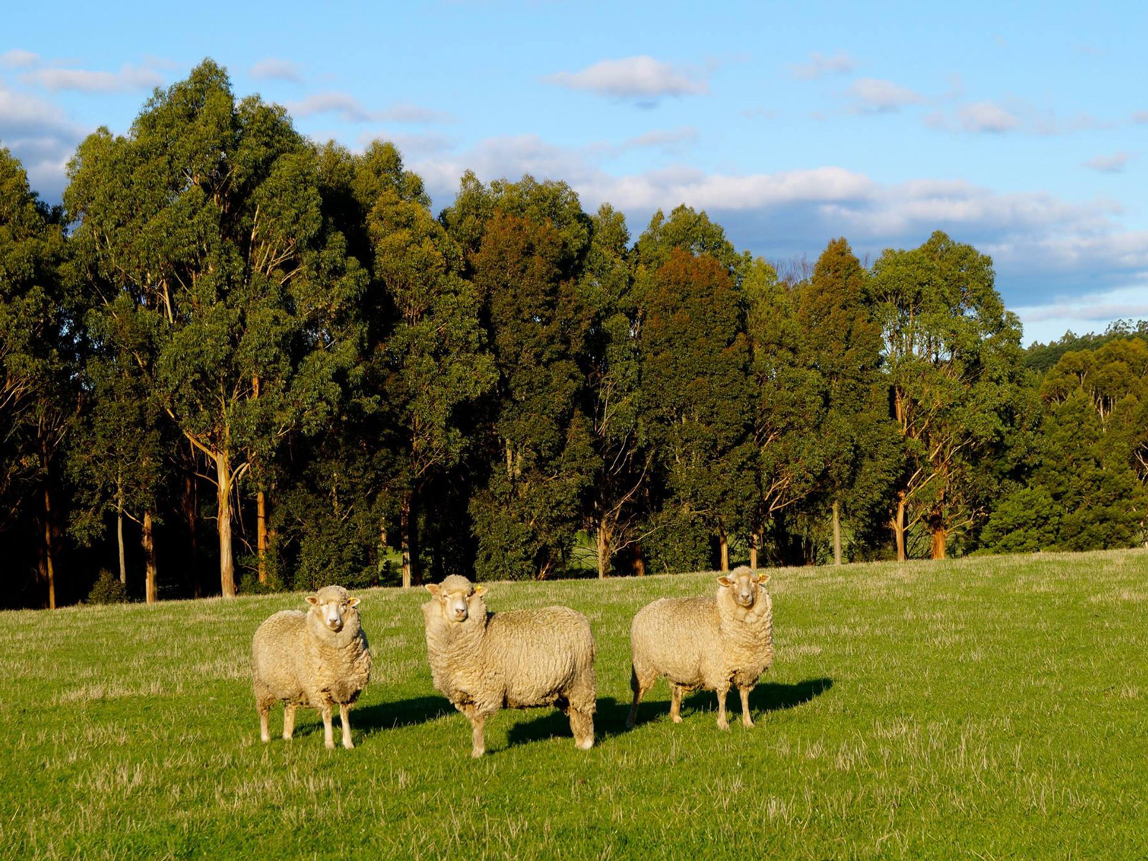 3 sheep standing in a green paddock with trees behind them. The sky is blue with a few white clouds.