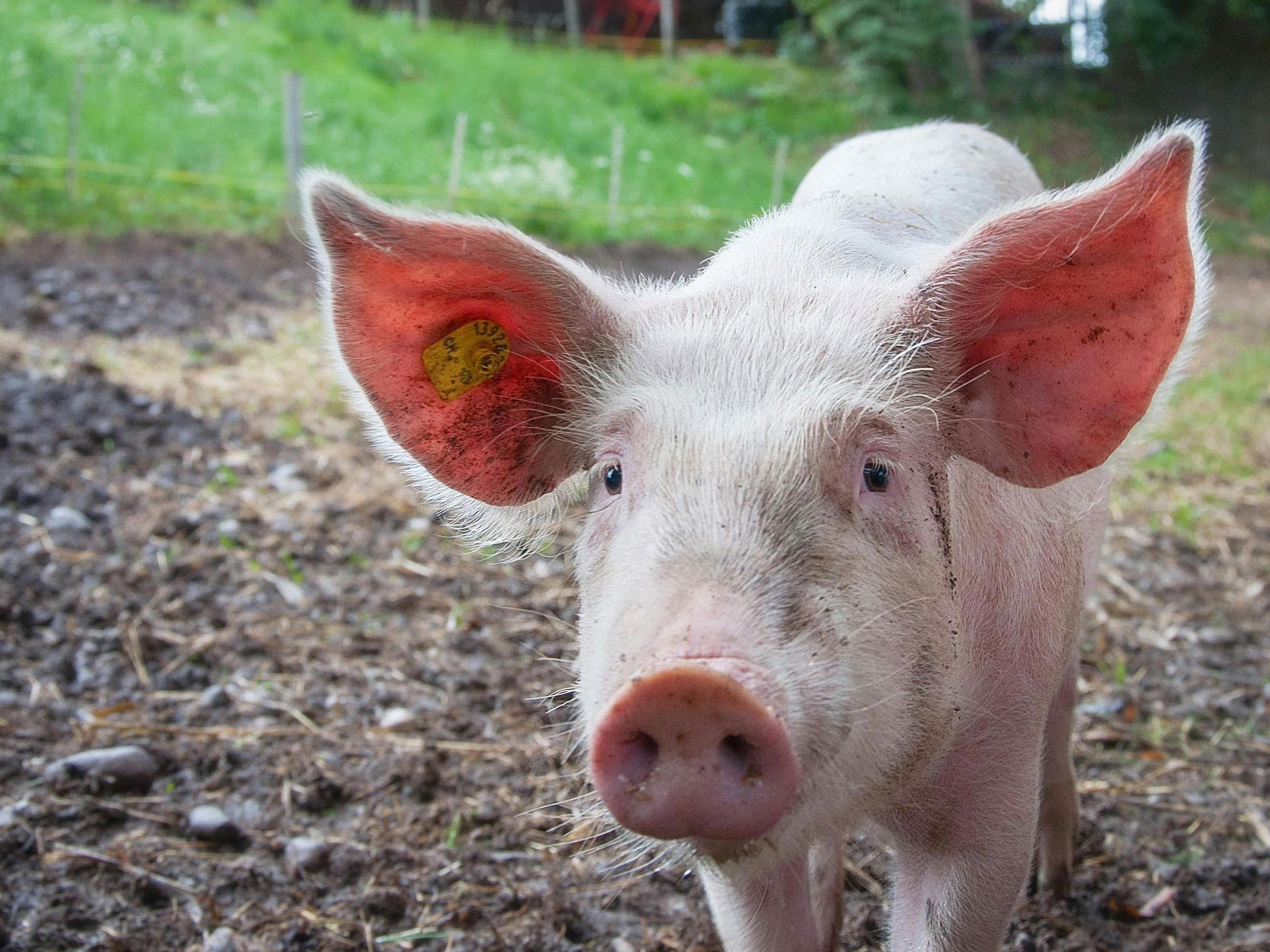 A pink pig in a fenced in area looking directly at the camera.