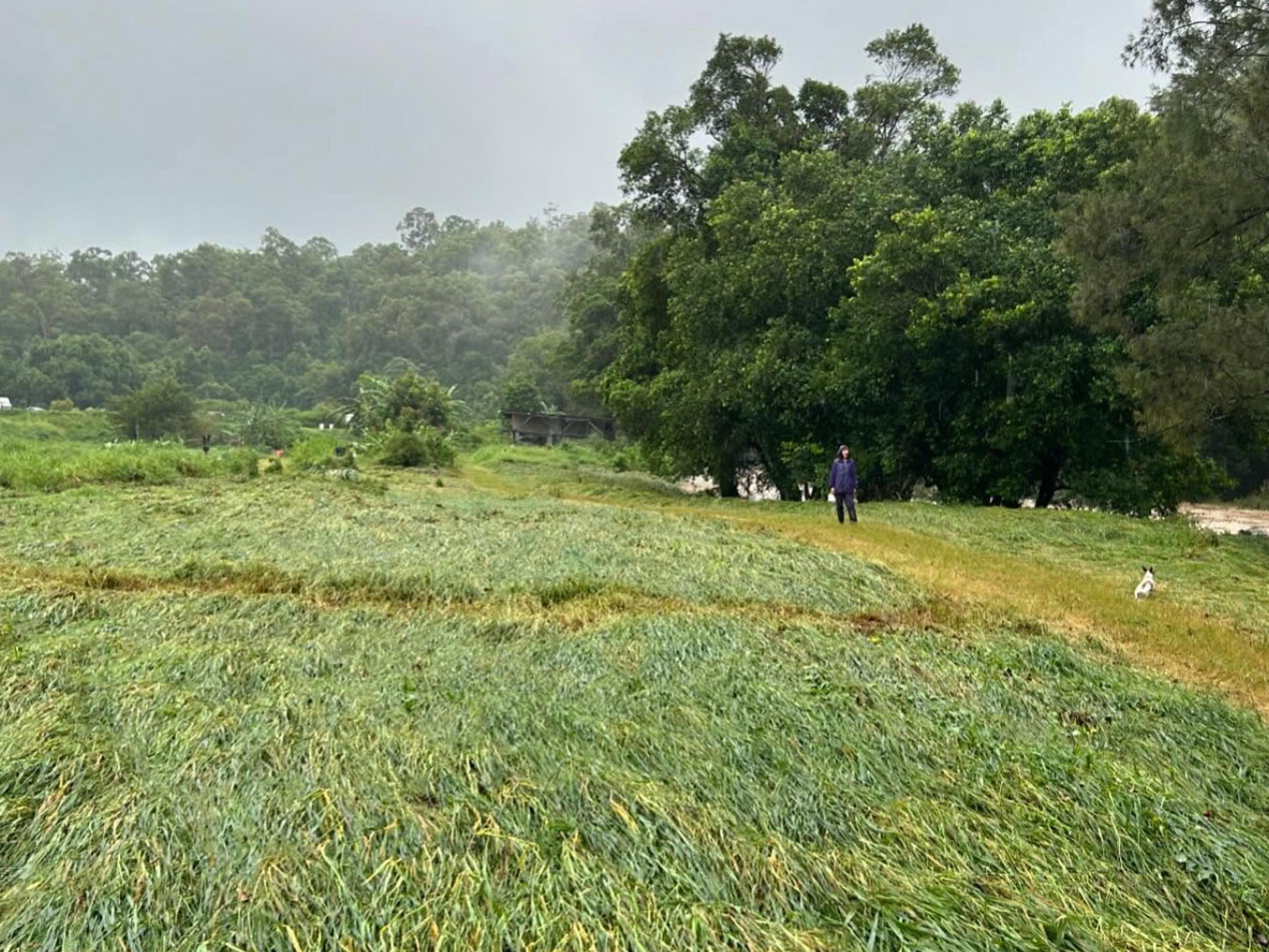 A field of very wet crops.