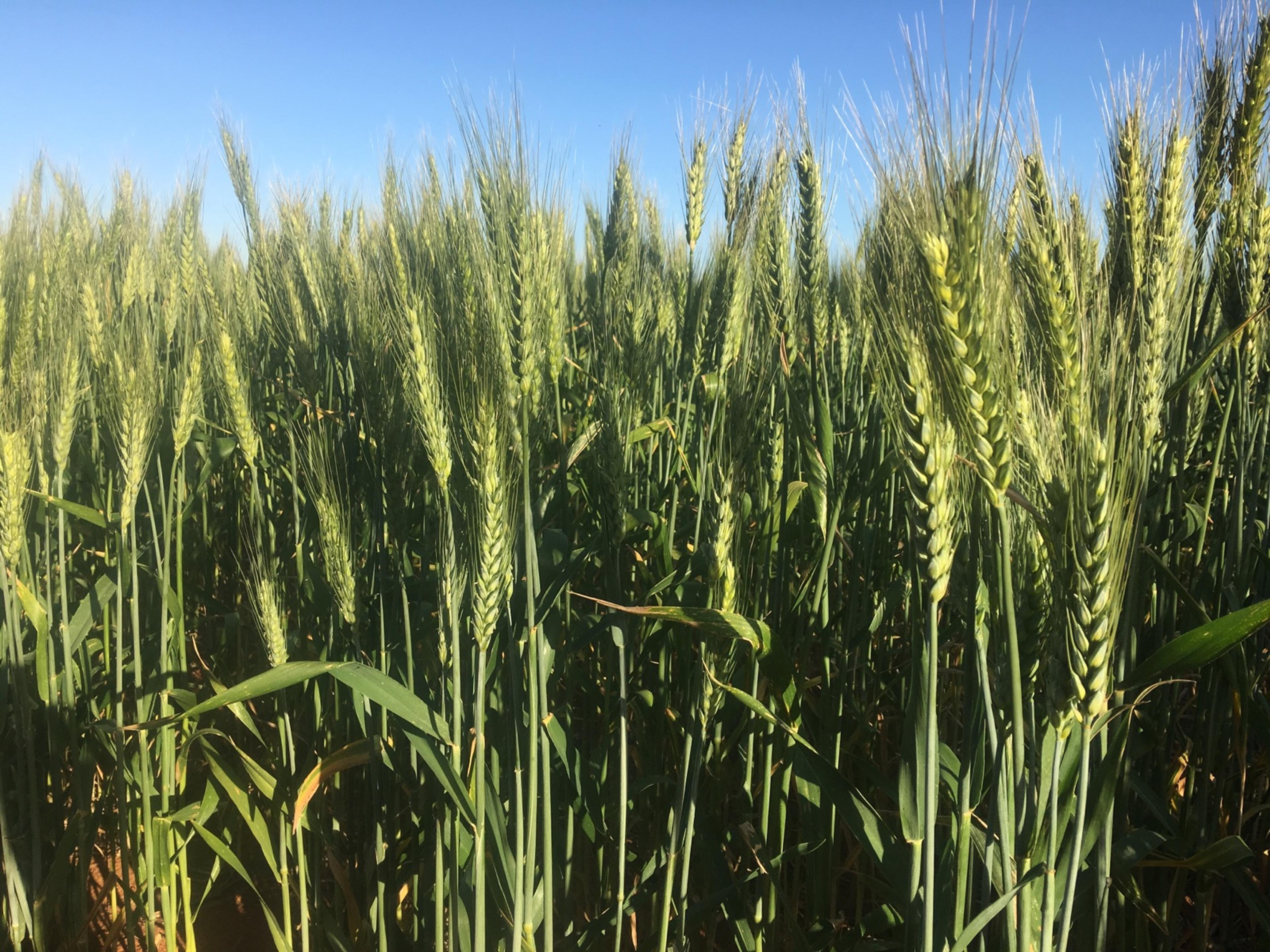 Some wheat growing. Blue skies overhead.