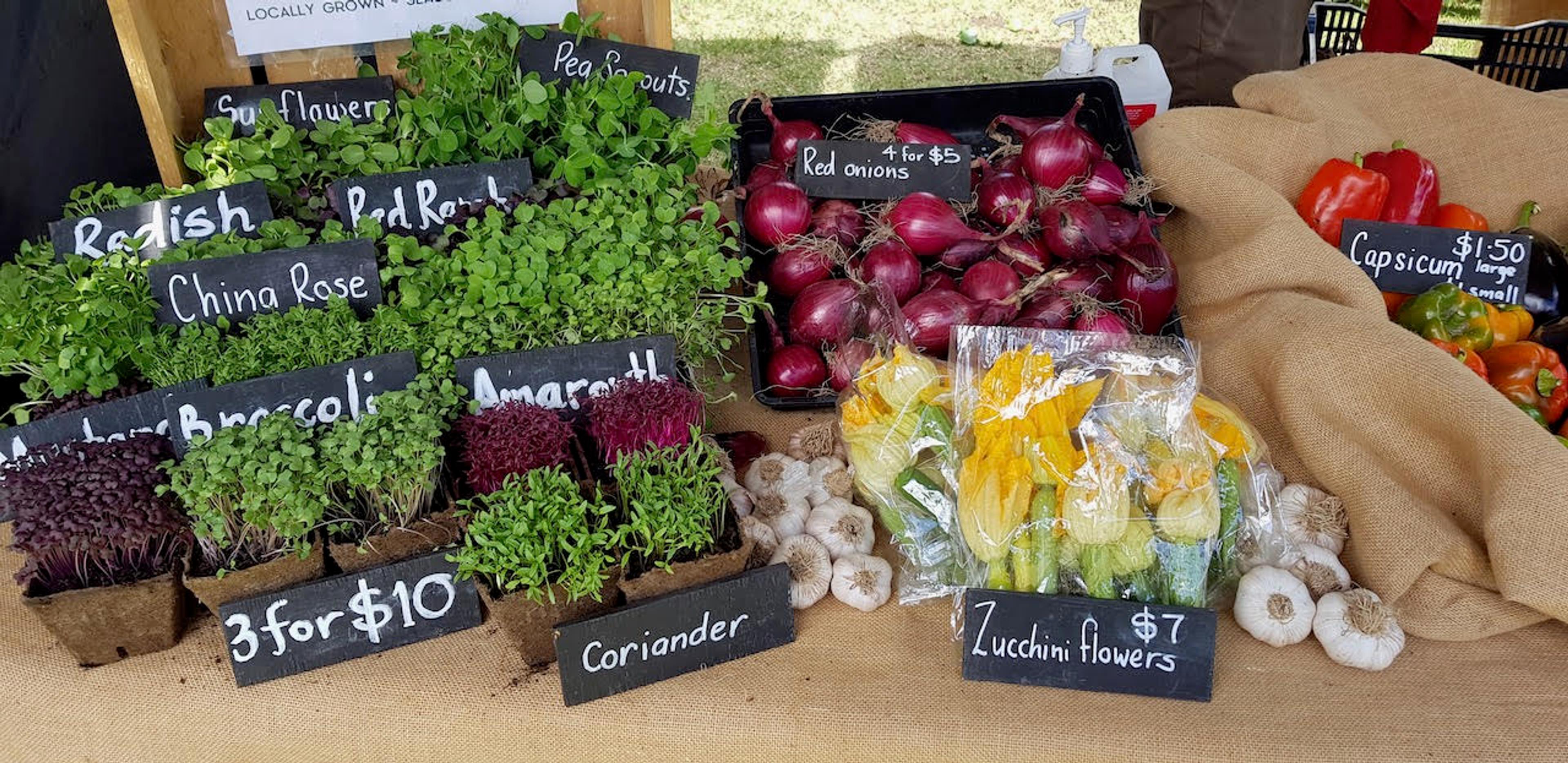 Microgreens, onions, capsicum, garlic and zucchini flowers freshly harvested and beautifully presented for sale at the Stepping Stone Farm stall at SAGE Farmers Market in Moruya