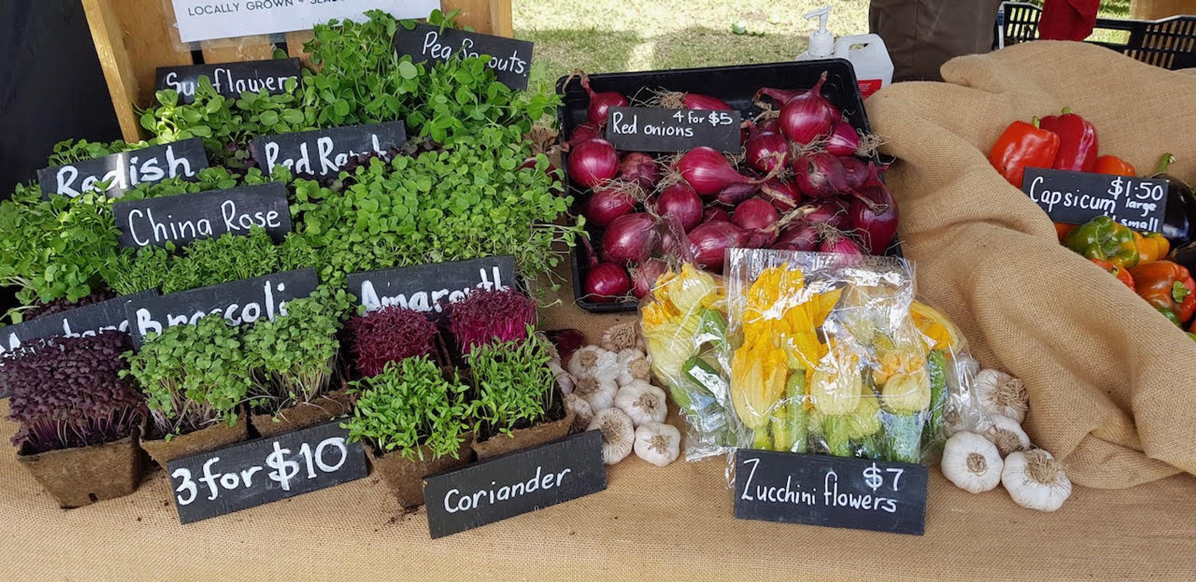 Microgreens, onions, capsicum, garlic and zucchini flowers freshly harvested and beautifully presented for sale at the Stepping Stone Farm stall at SAGE Farmers Market in Moruya