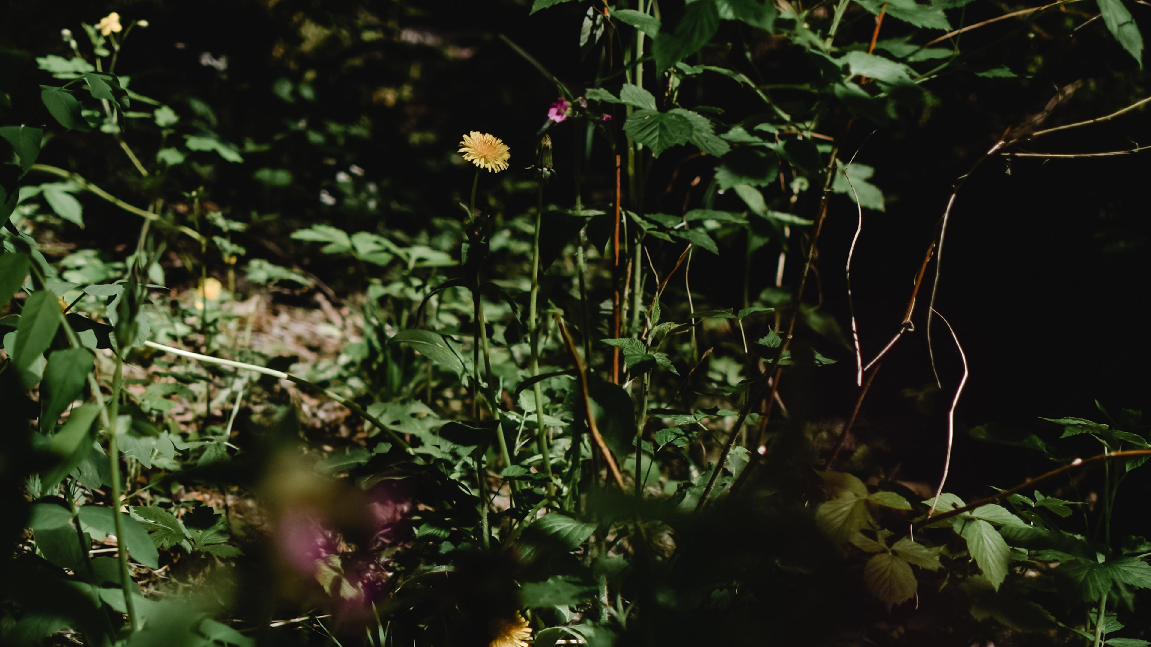 A patch of wild plants in dappled light.