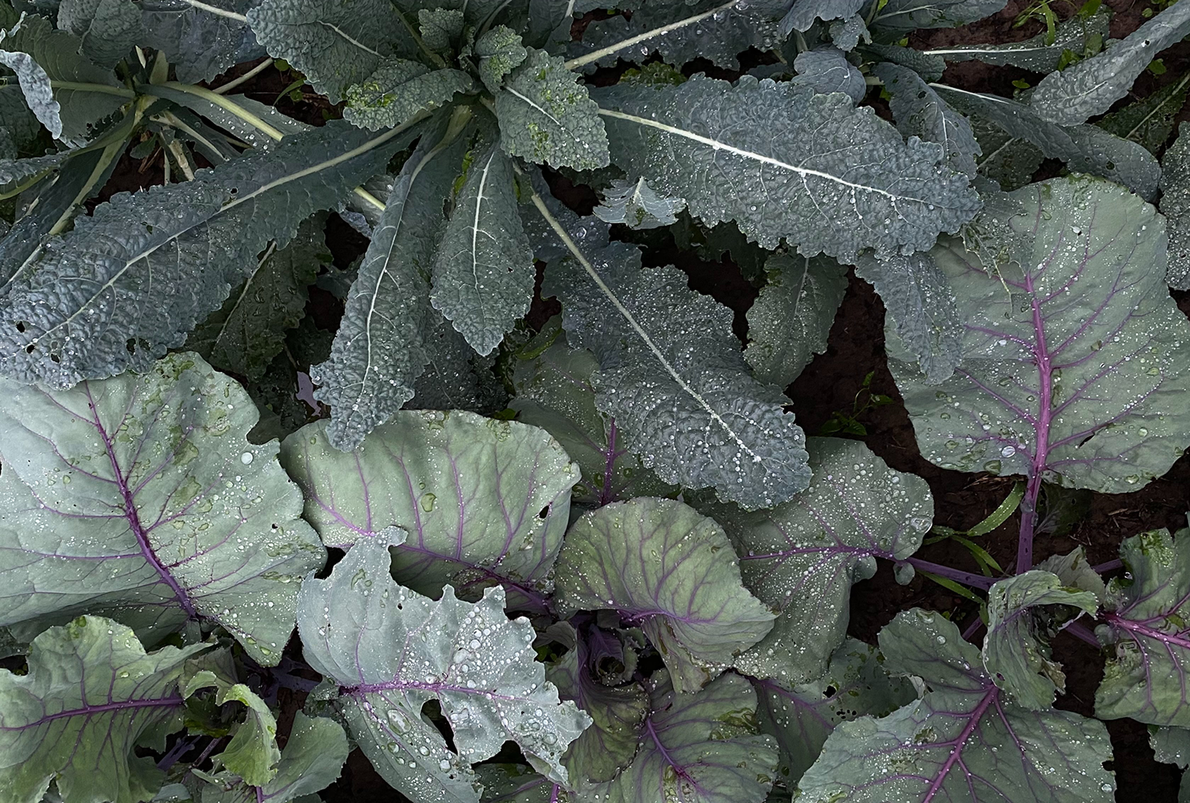 Vibrant green kale and cabbage plants growing in a field.