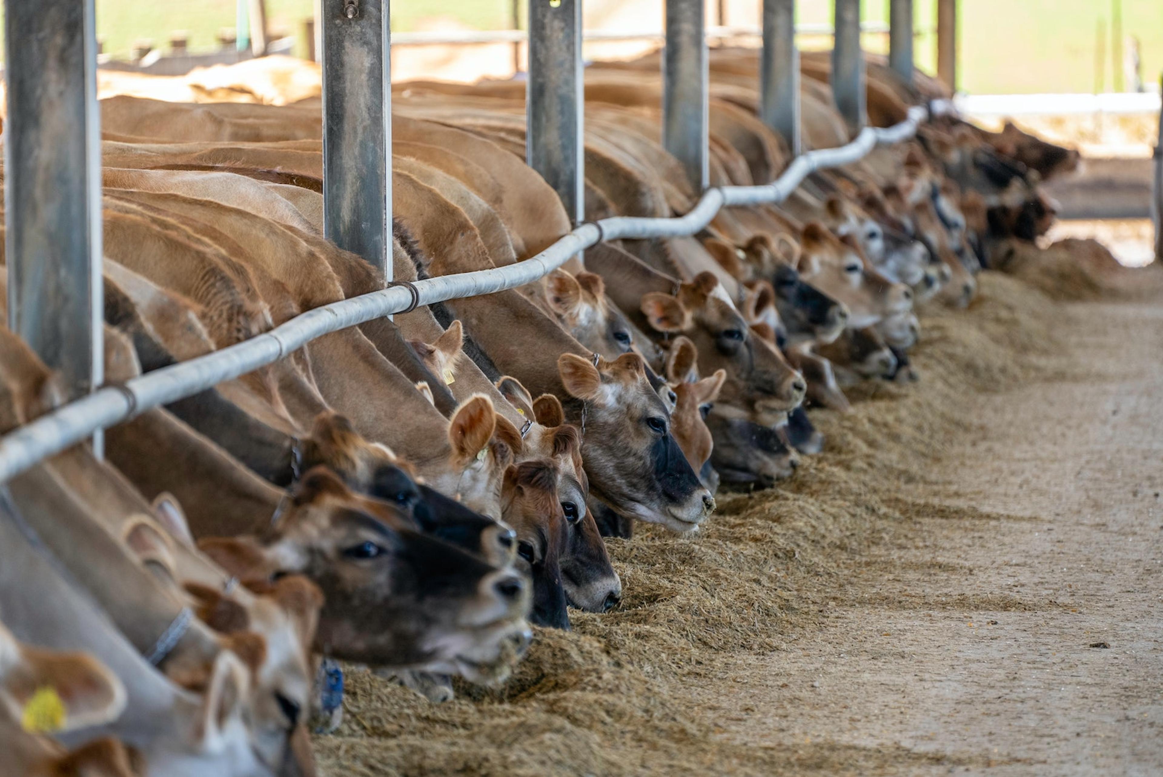 A line of cows reaching under a horizontal pole to reach feeding grain.