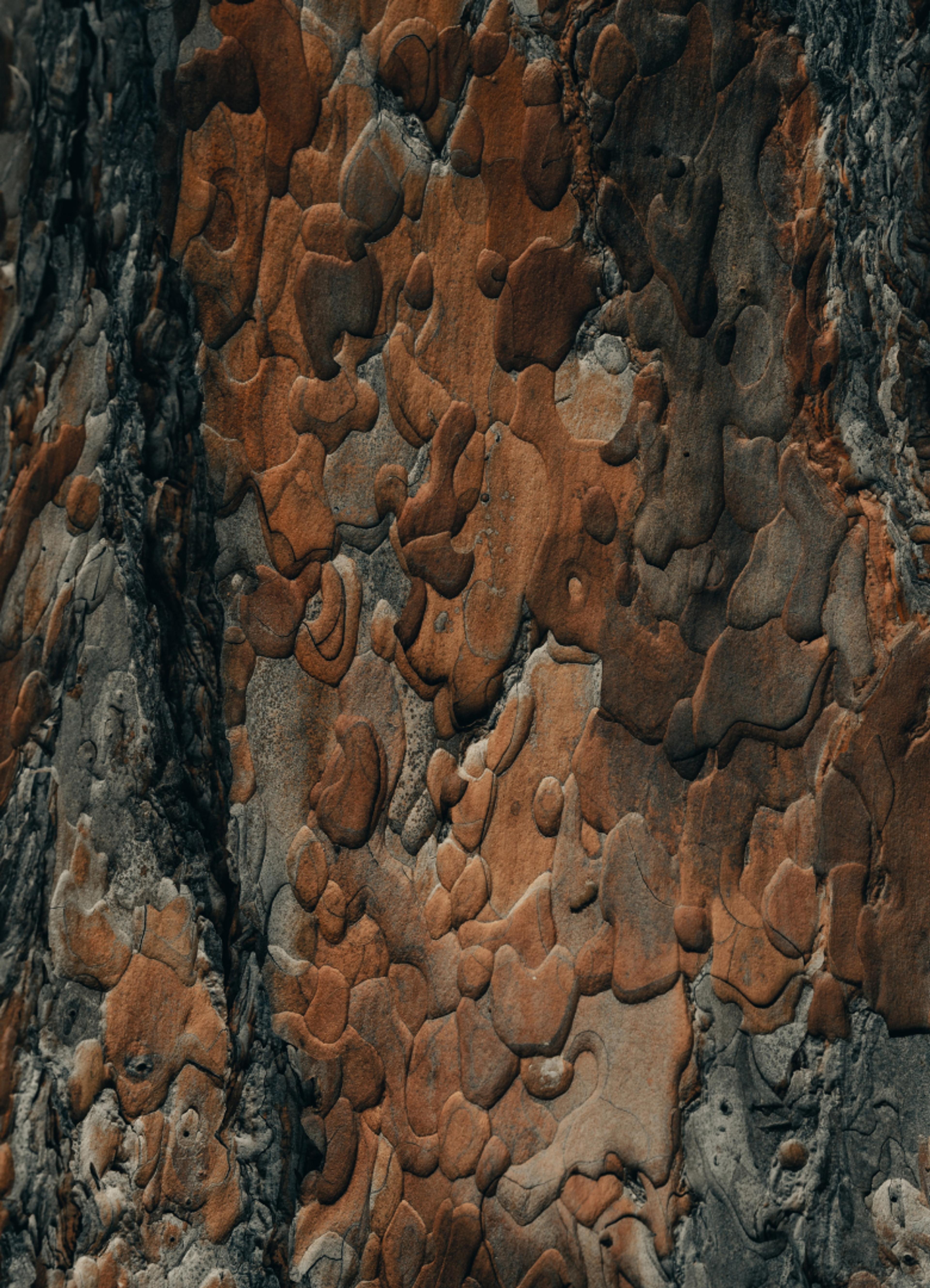 Close up of the bark from a tree. 