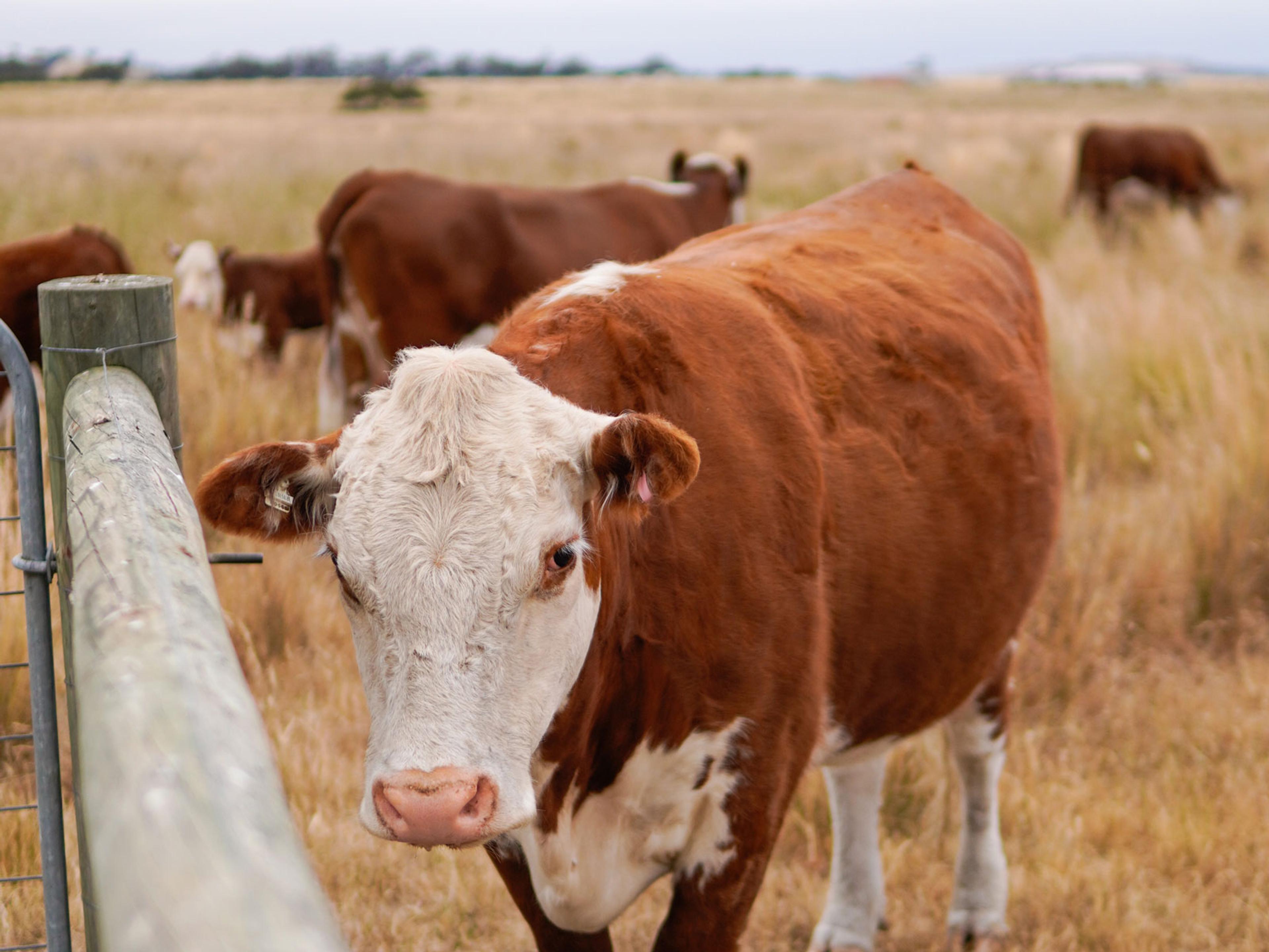 One brown and white cow in the foreground looking at the camera. It is standing in a yellowing paddock. There are other cows behind it.