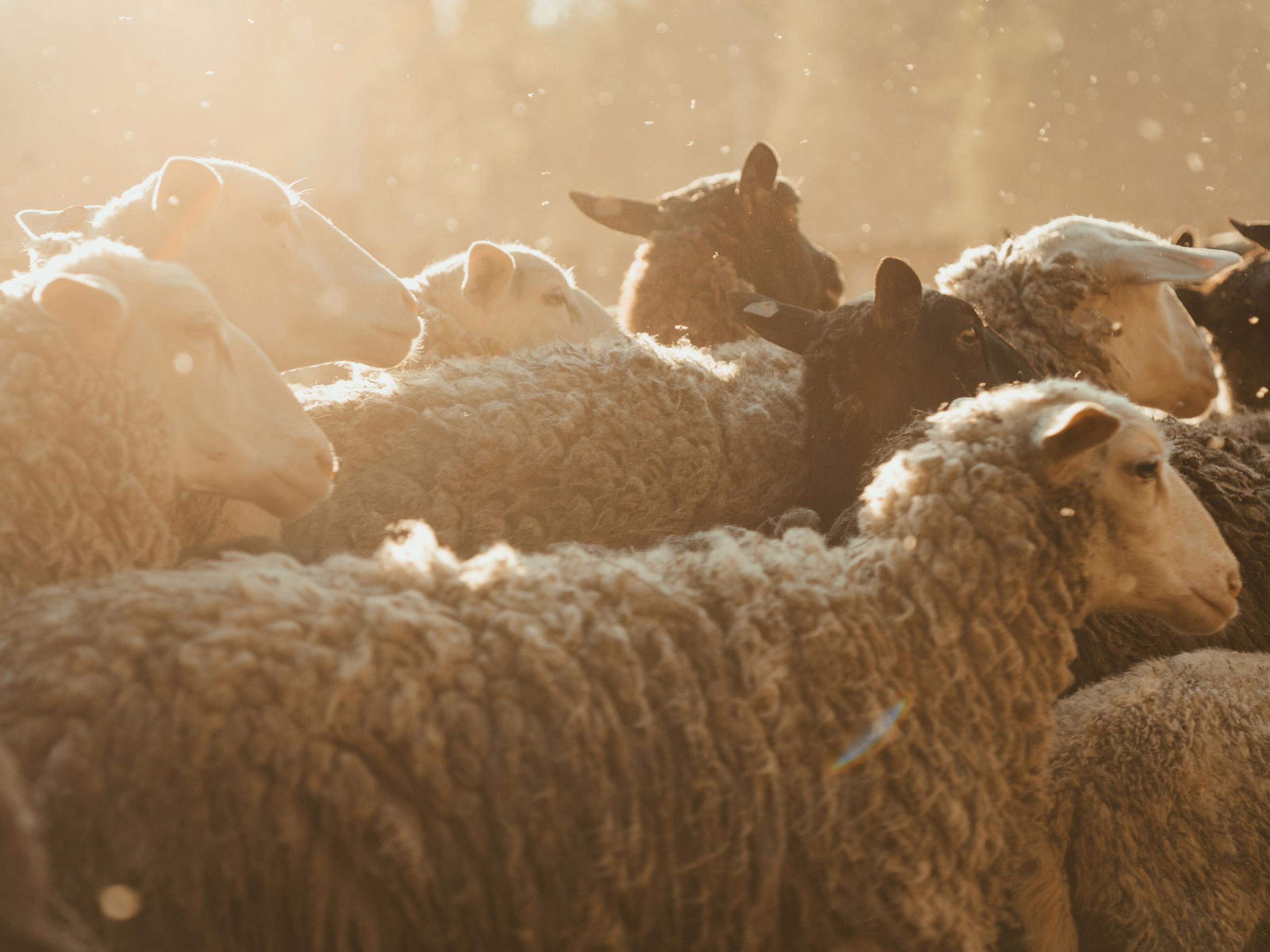 A bunch of sheep.