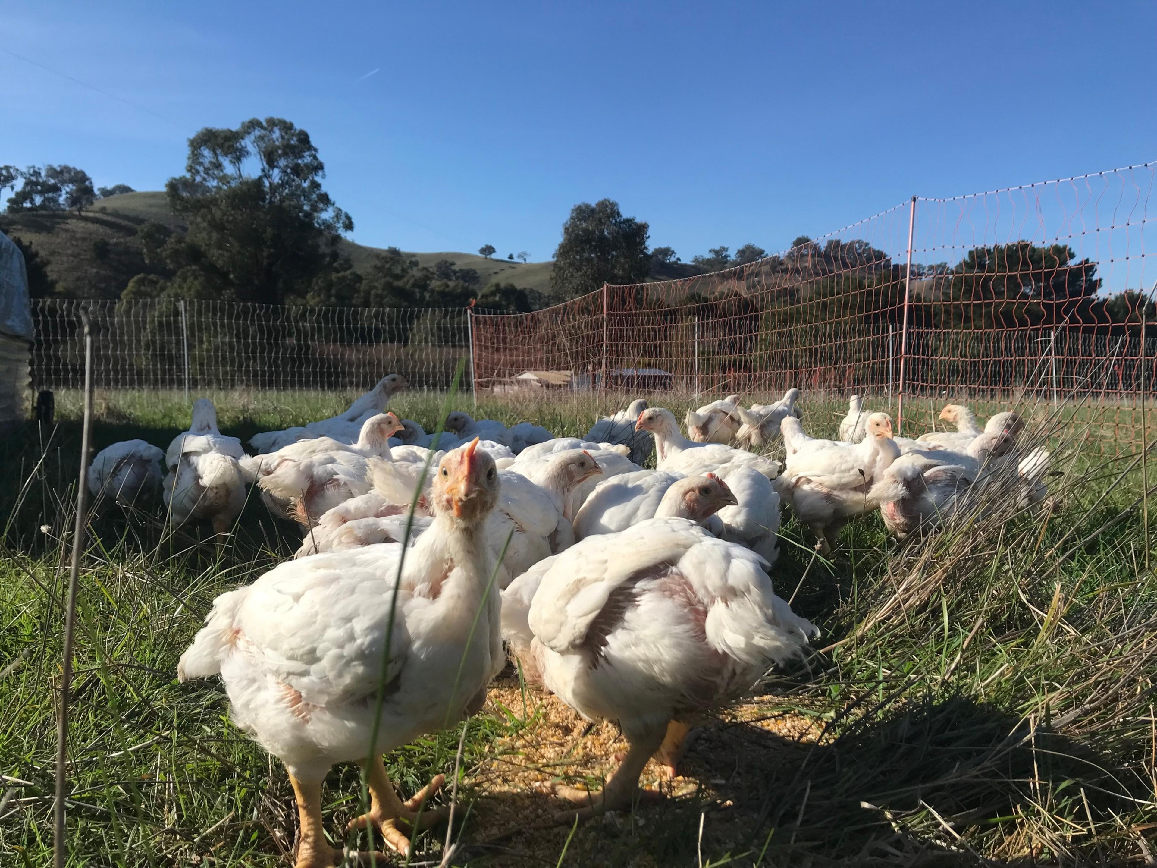 A bunch of white chickens fenced in on a paddock.