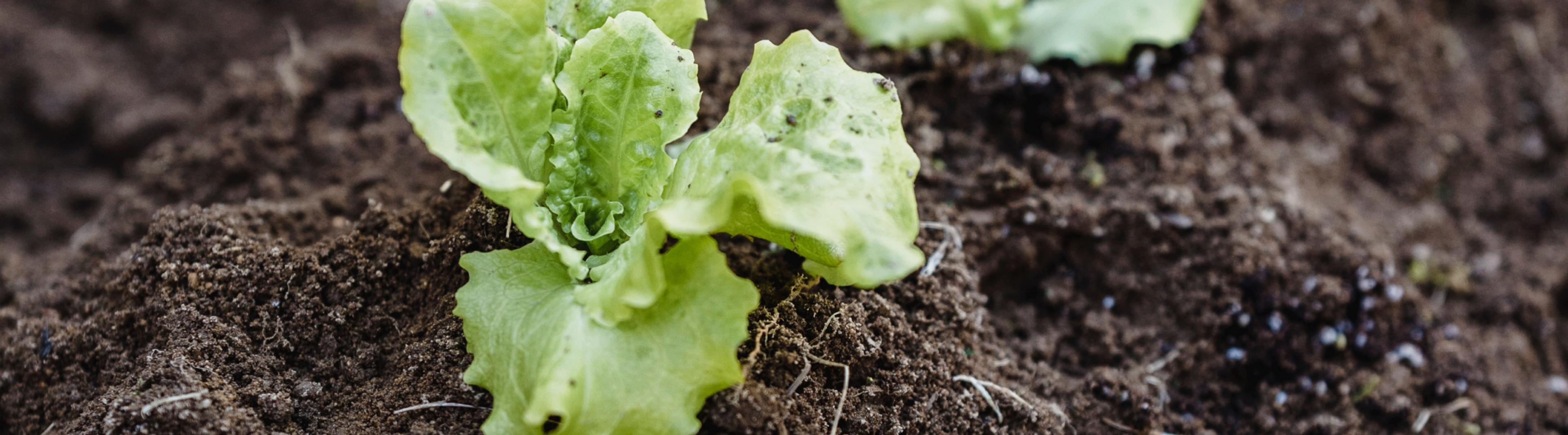 A lettuce growing in soil.
