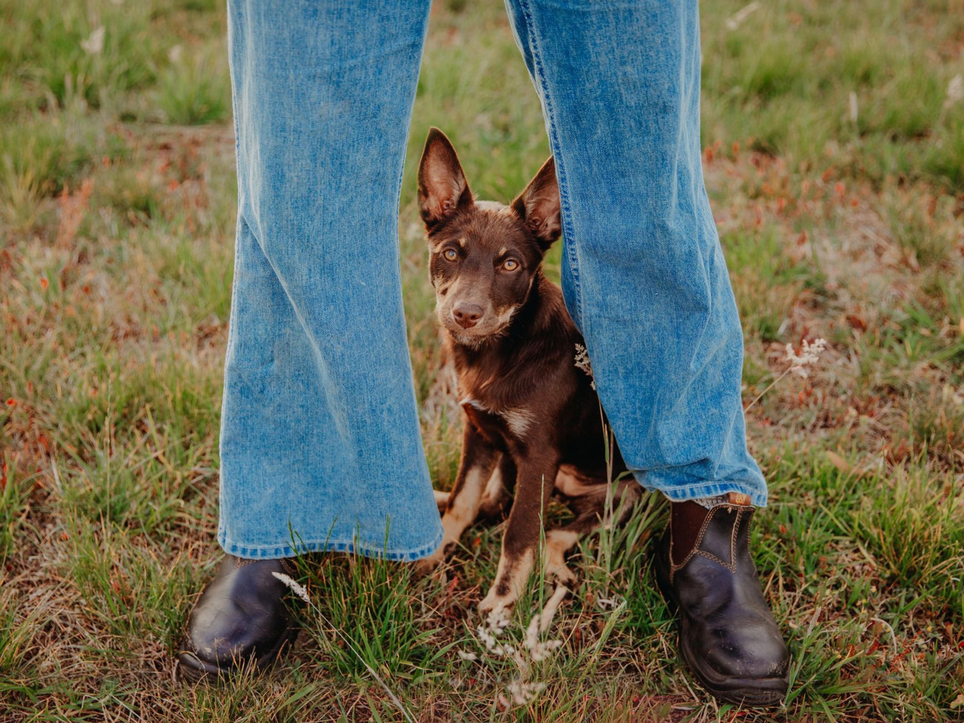 A brown kelpie looking out from between a person's jeans. They are in a grassy area.
