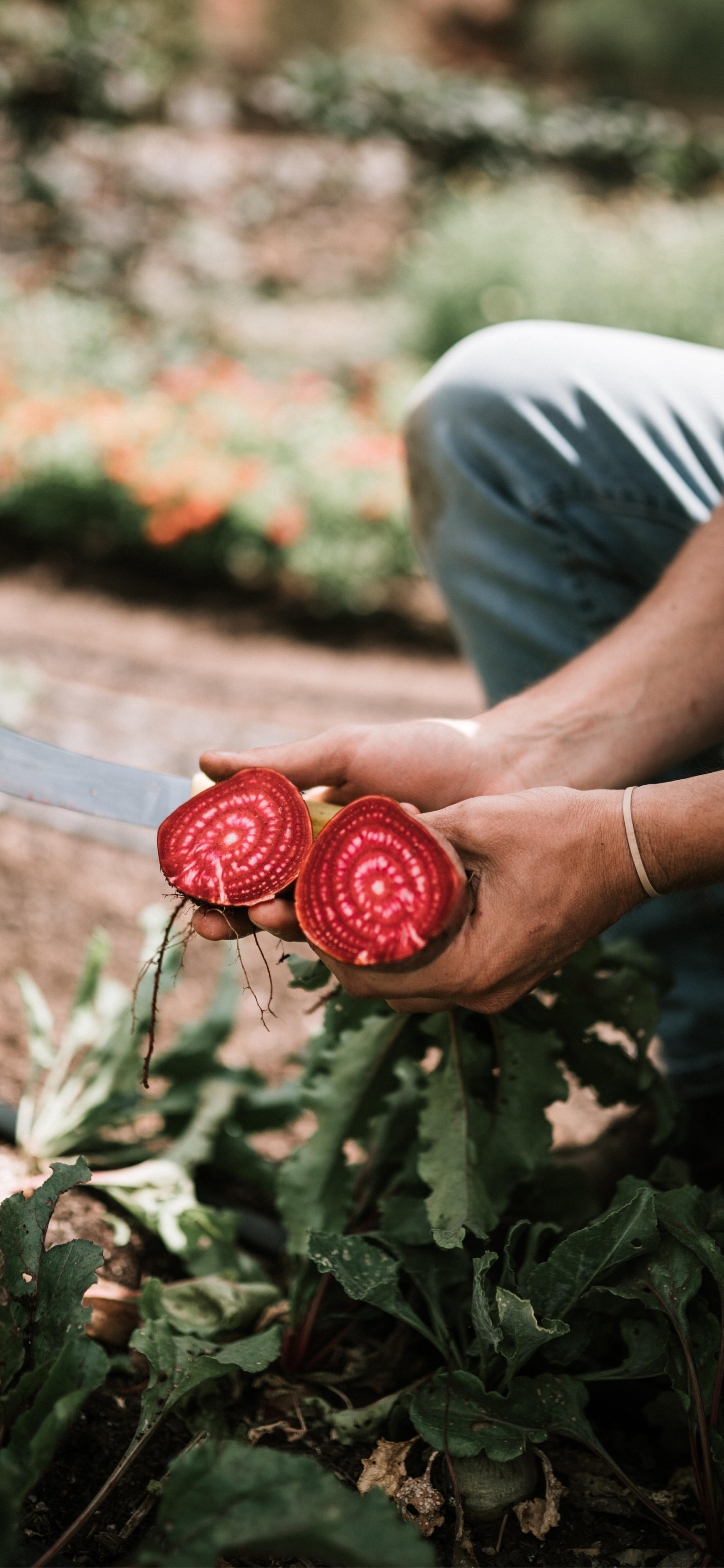 A person holding a knife and beetroot cut in half on a farm.