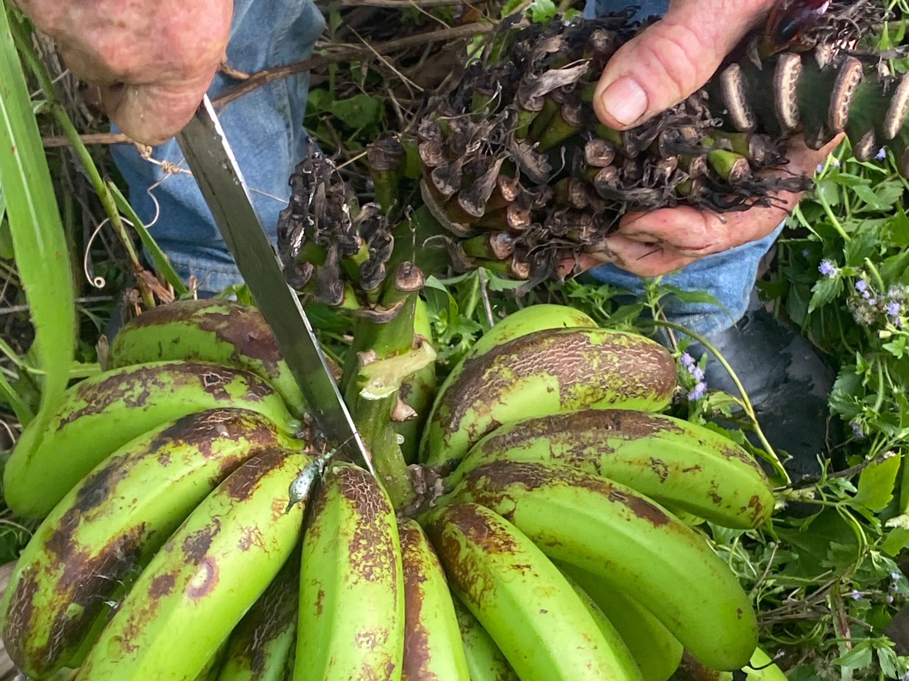 A pair of hands with a knife cutting into a finger of green bananas