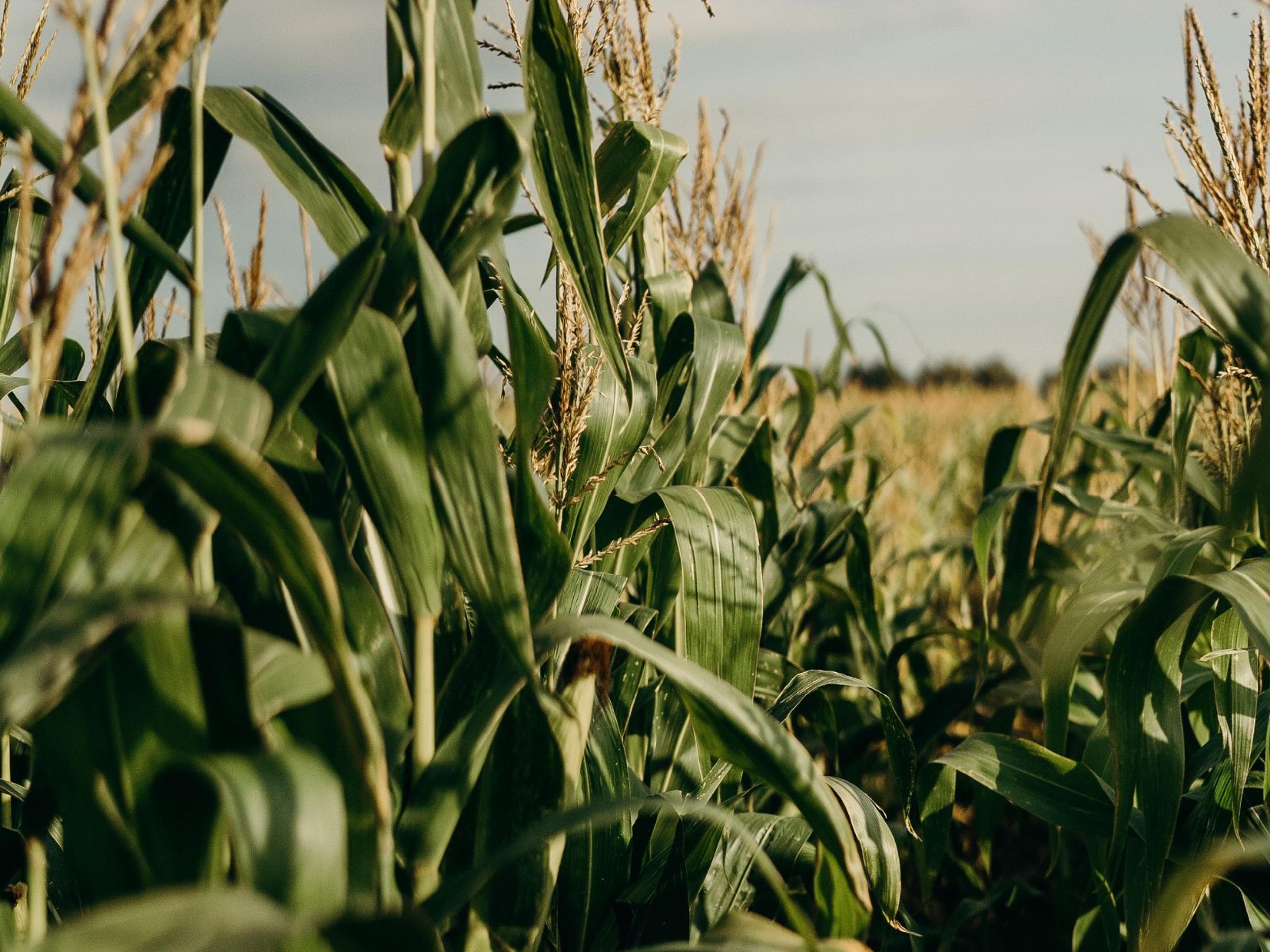 A field of corn.