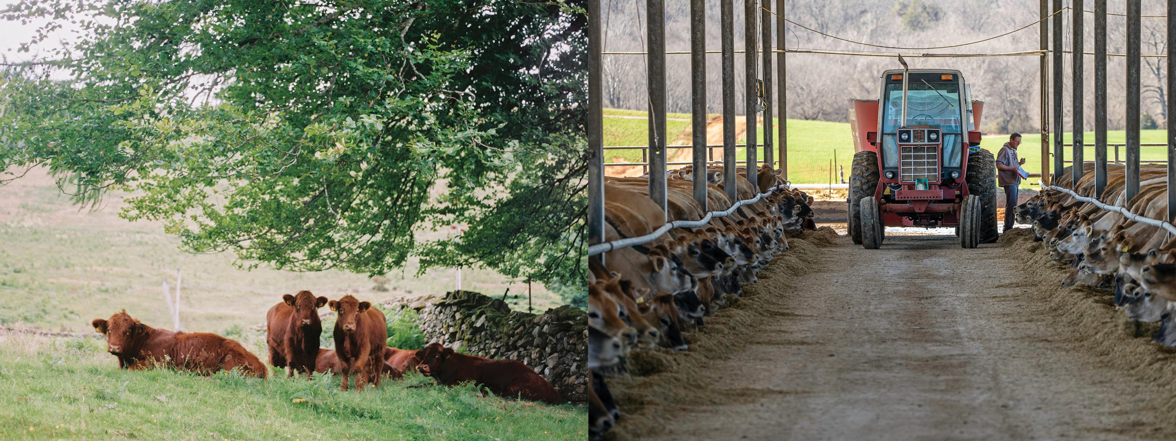 On the left there are brown cows standing in a green paddock on a sunny day. On the right there are lots of brown cows in a feeding lot with a dirt ground and metal structures.
