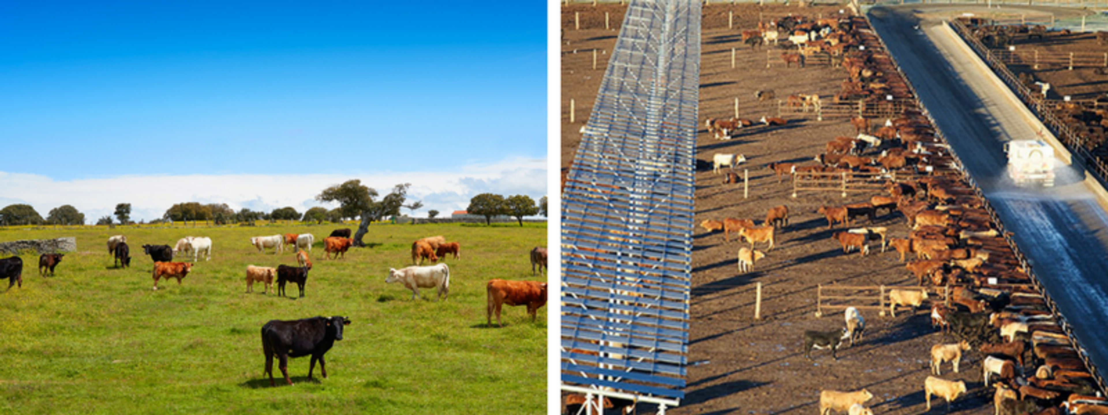 On the left there are lots of brown, black and white cows standing in a green paddock on a sunny day. On the right there are lots of brown and white cows in a feeding lot with a dirt ground and metal structures. 