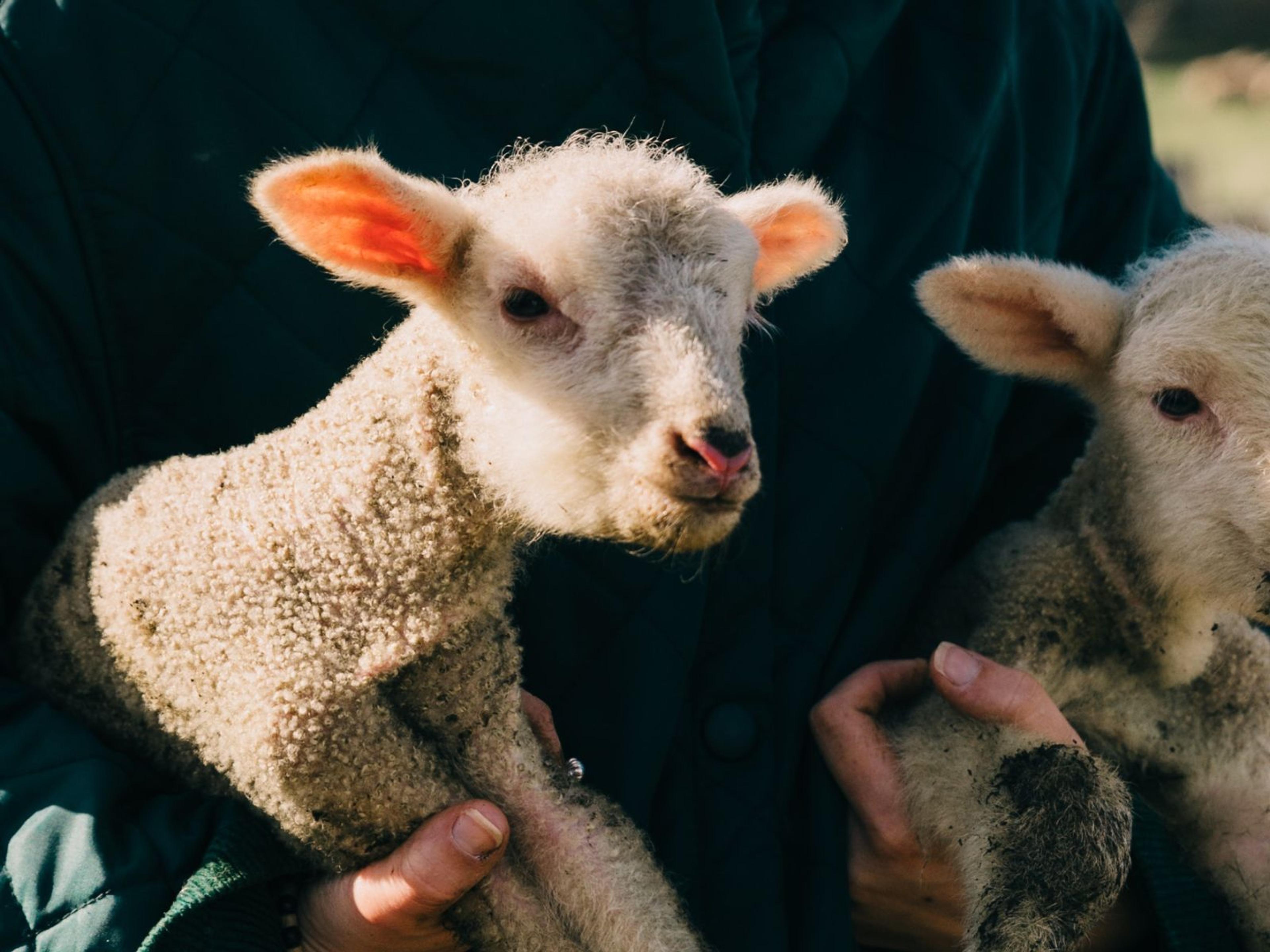 Two lambs being held by a person.