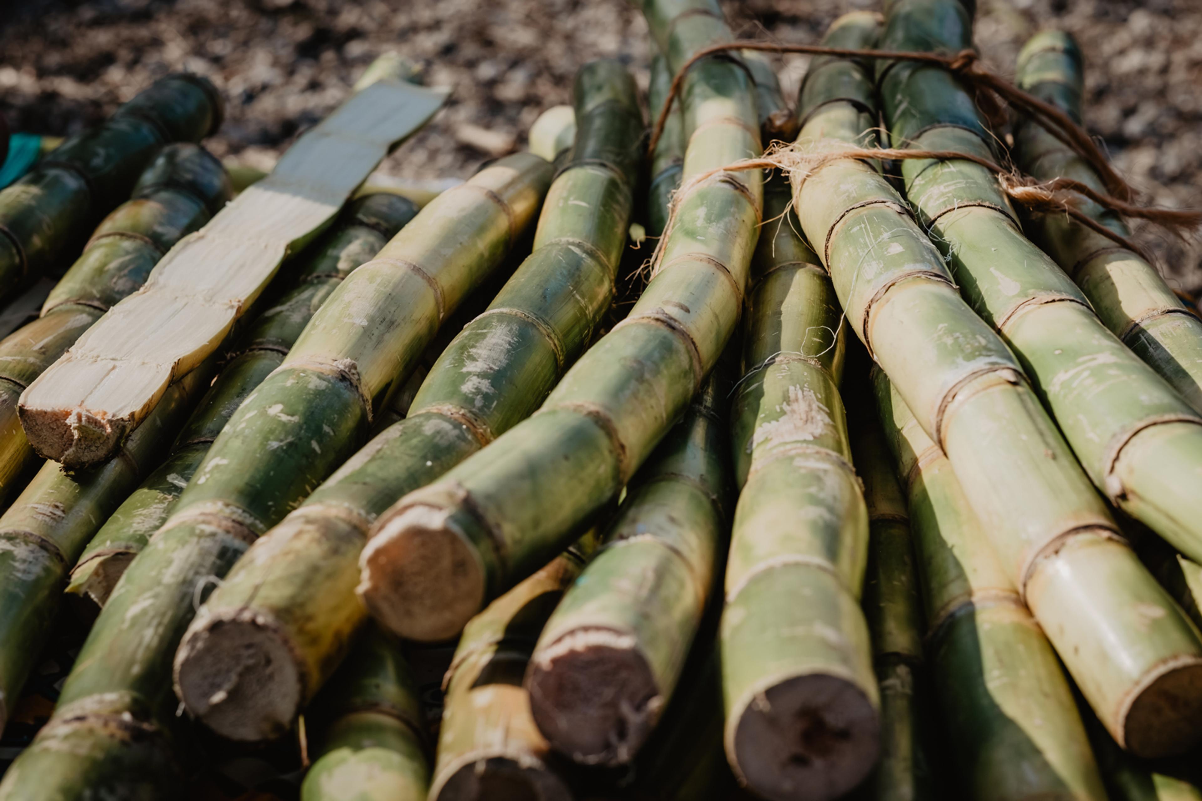 A pile of harvested sugarcane.