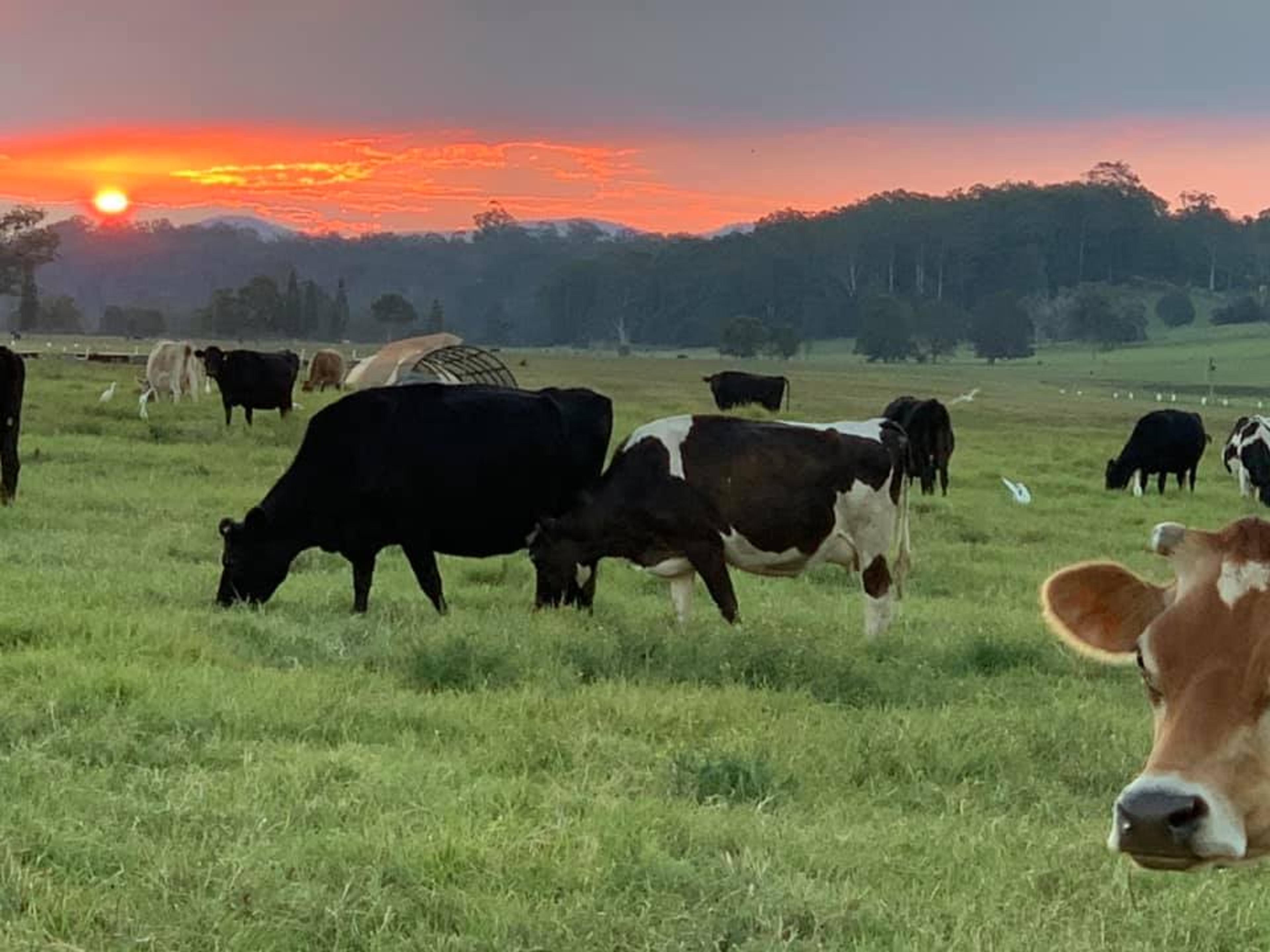 A paddock of cows with the sun setting in the background.