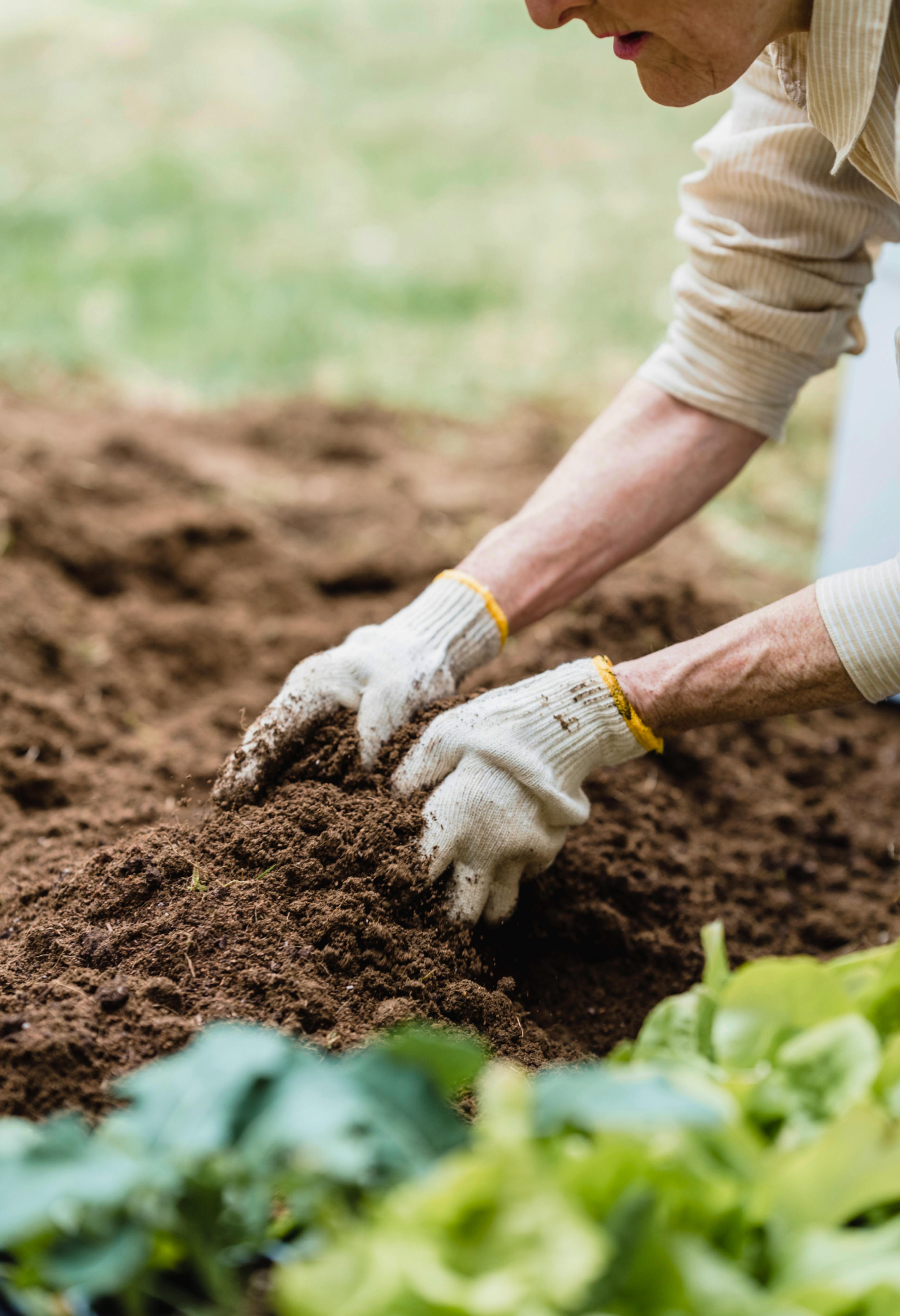 Somebody with gloves and their hands in the soil on the ground.