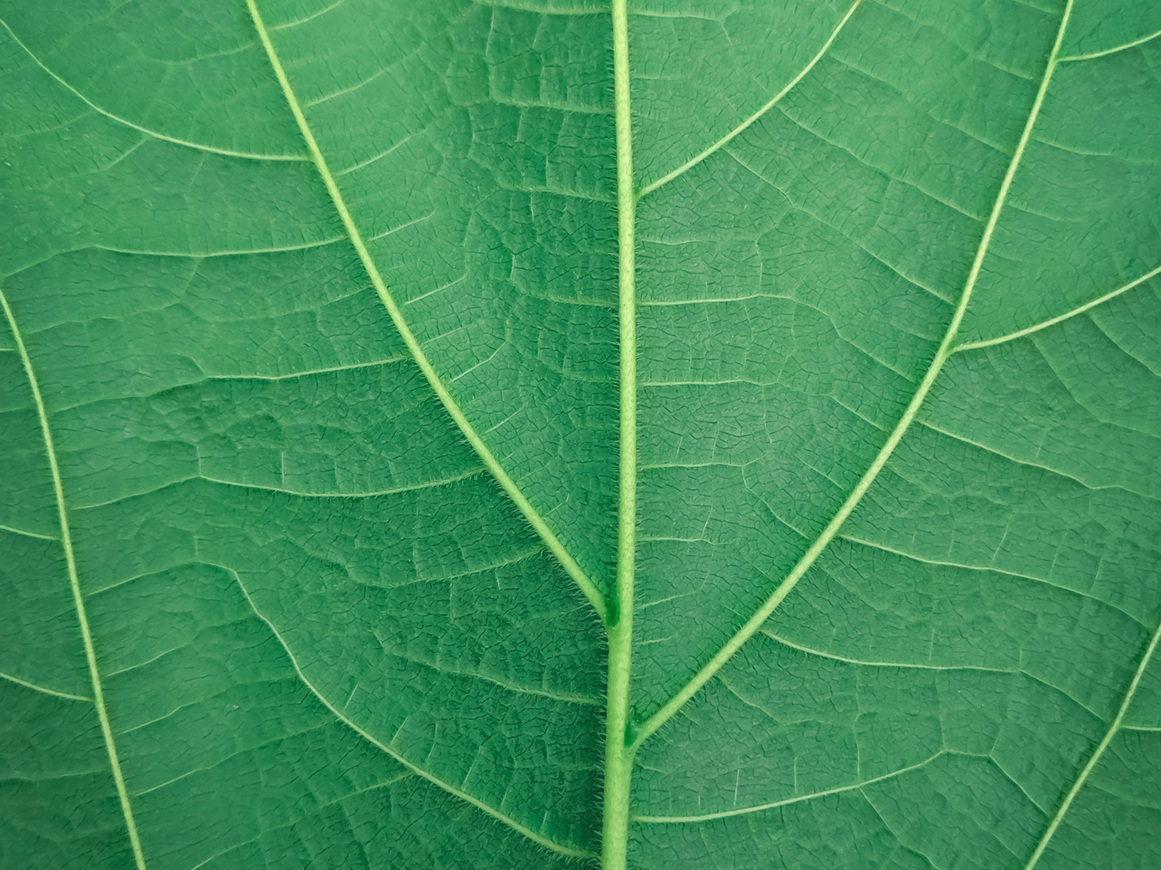 A close up of a green leaf. You can see all of its veins.