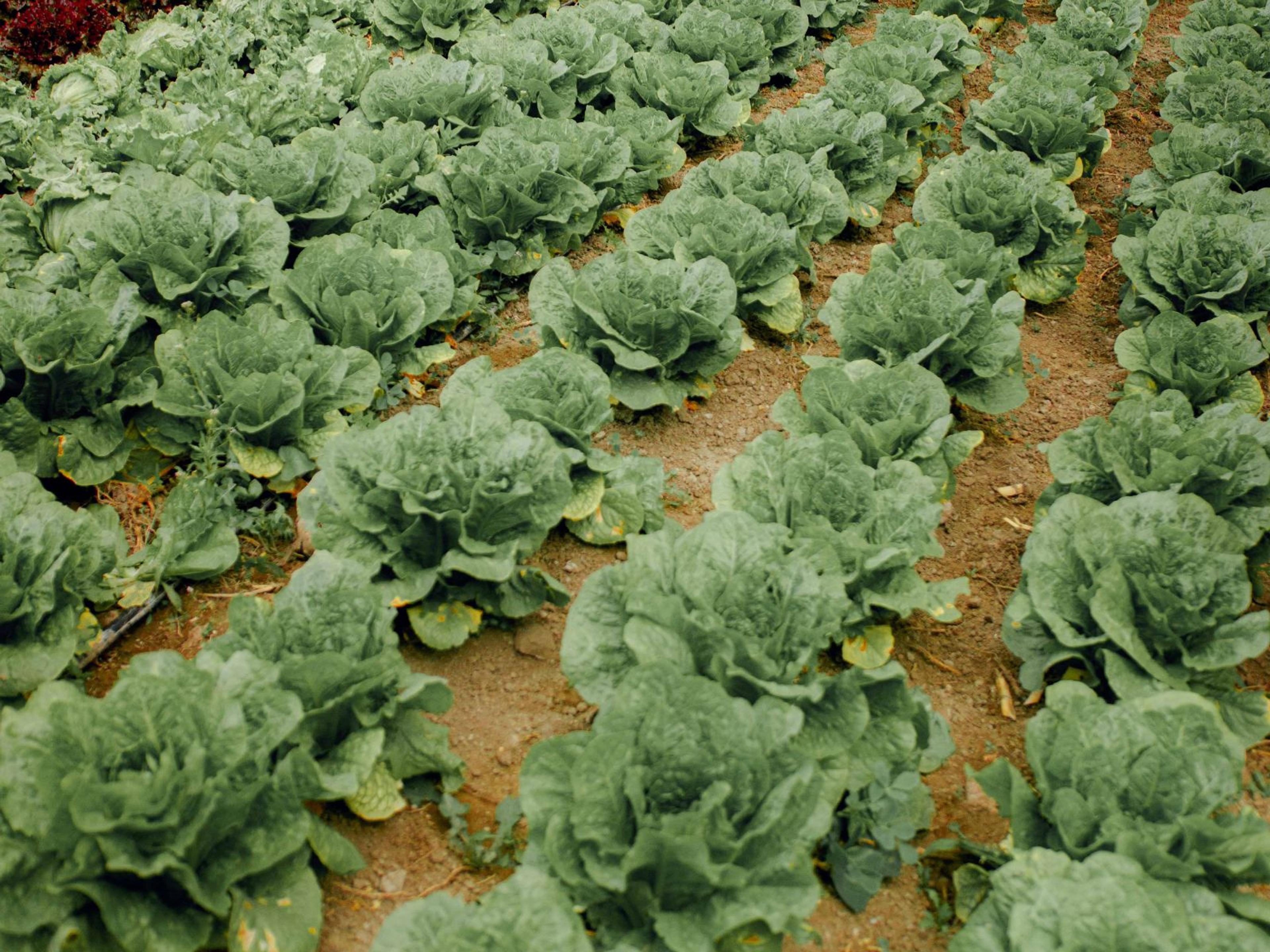 Rows of growing lettuce.