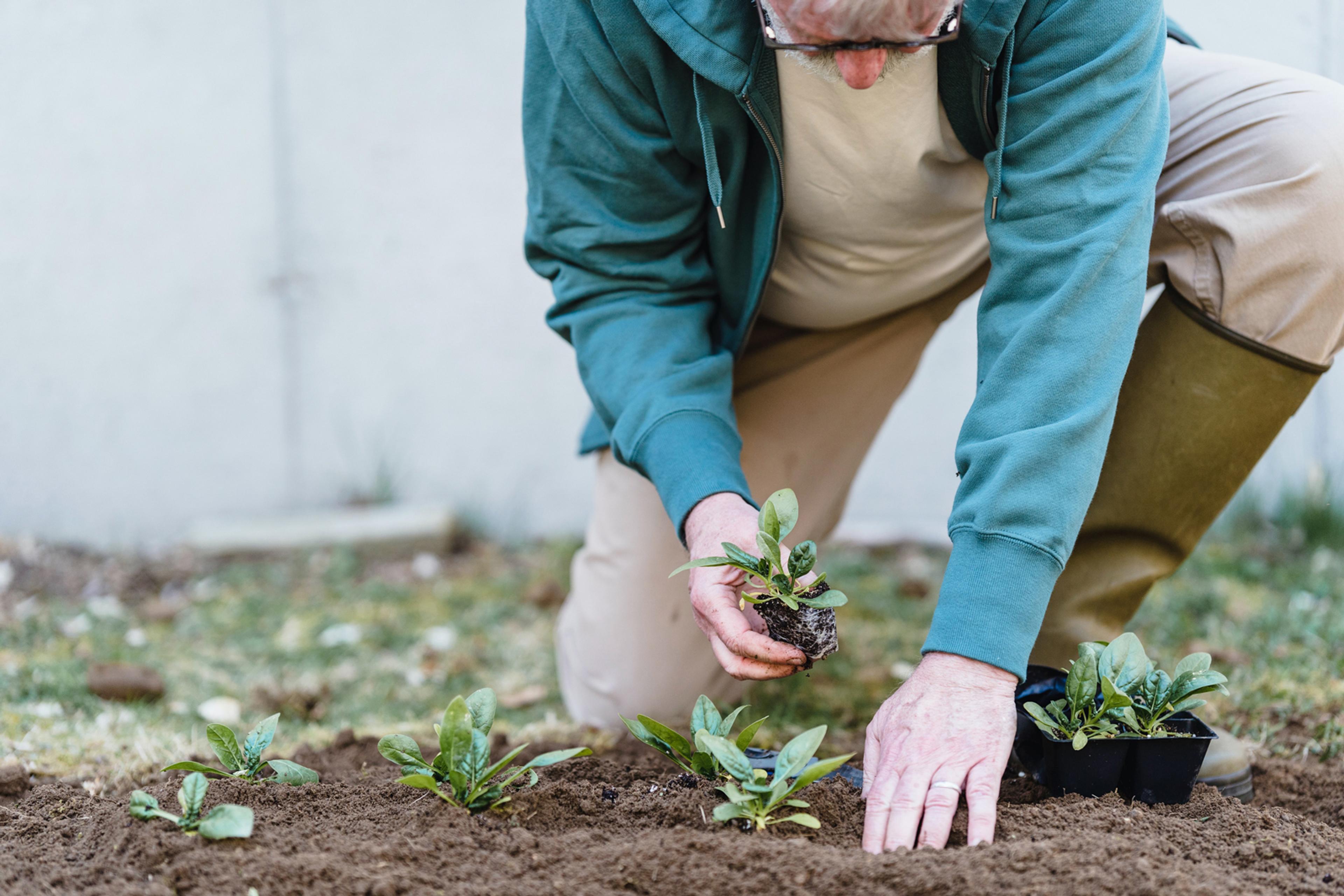 A person kneeling down and planting plants in the soil.