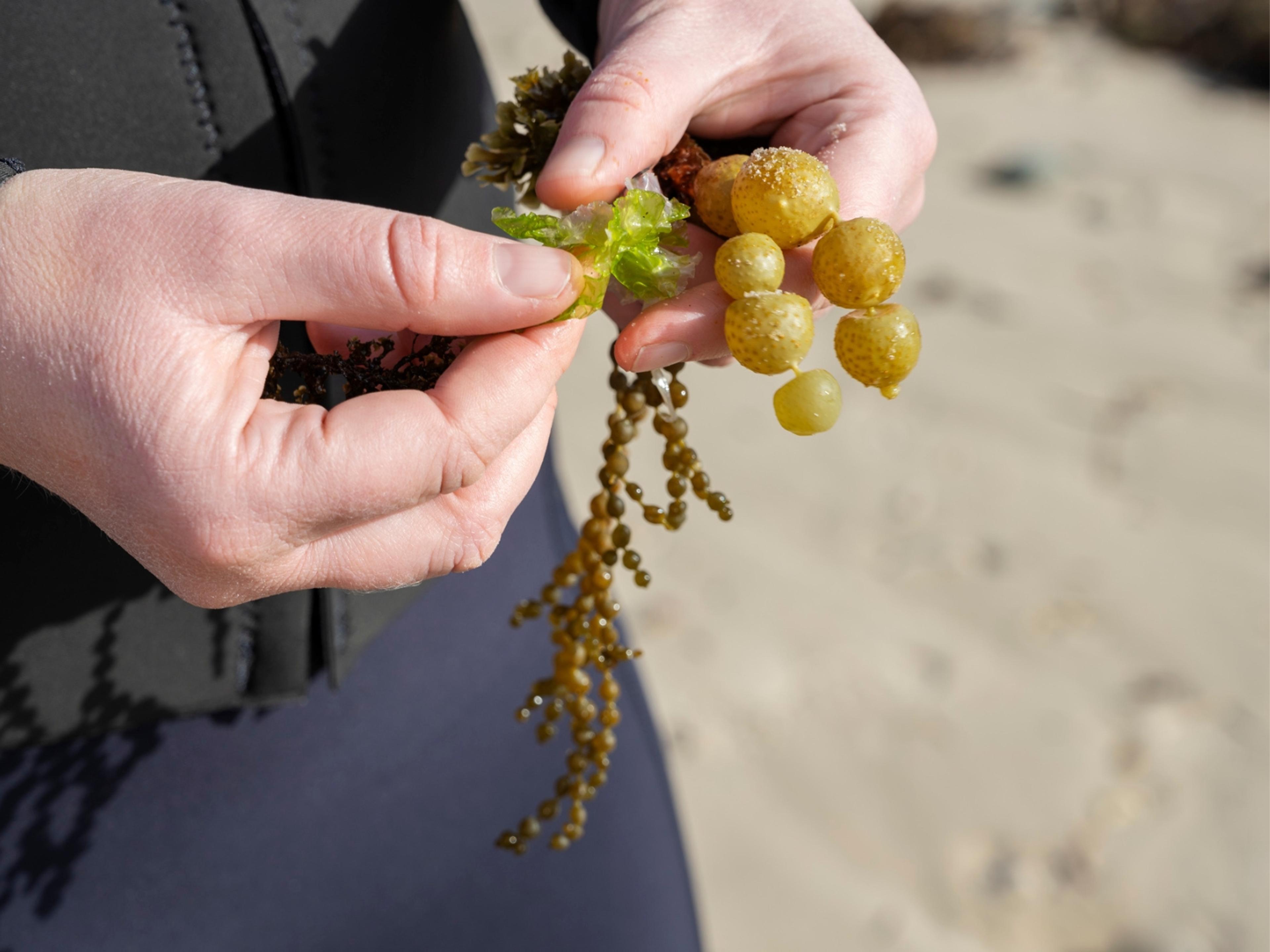 A close up of a person's hands holding some seaweed. They are wearing a wetsuit.