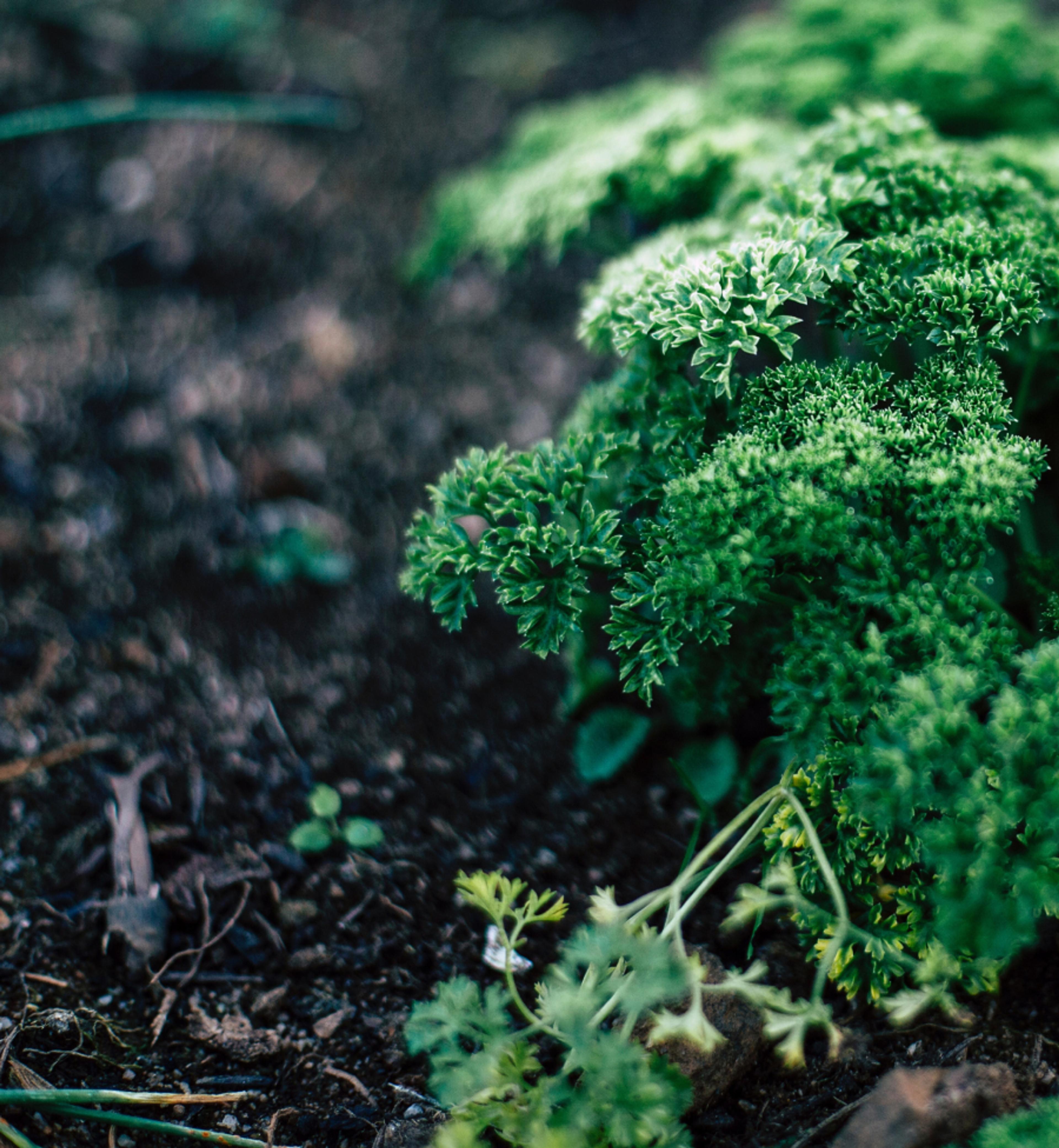 A parsley plant growing in the soil.