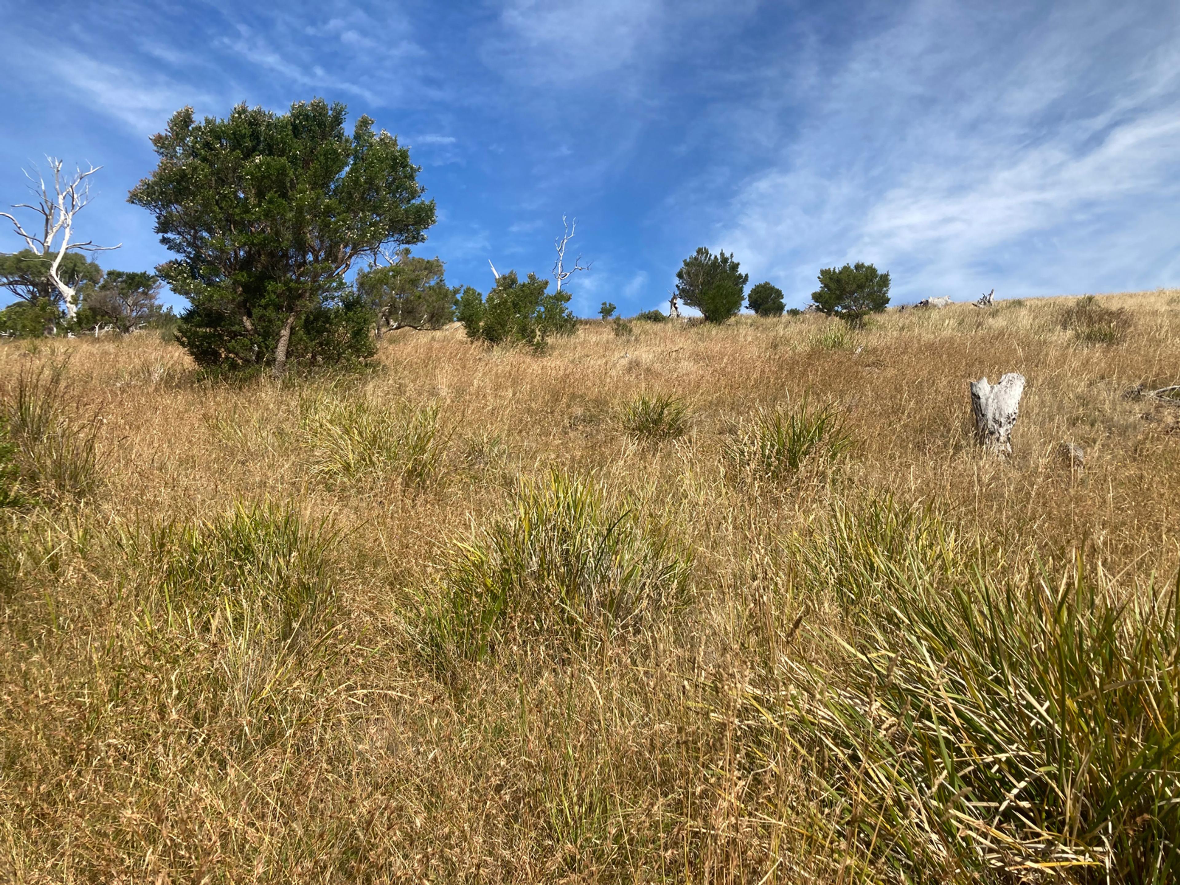 A wild piece of land covered in tall grasses, bushes and a tree. The sky is blue with wisps of white cloud.
