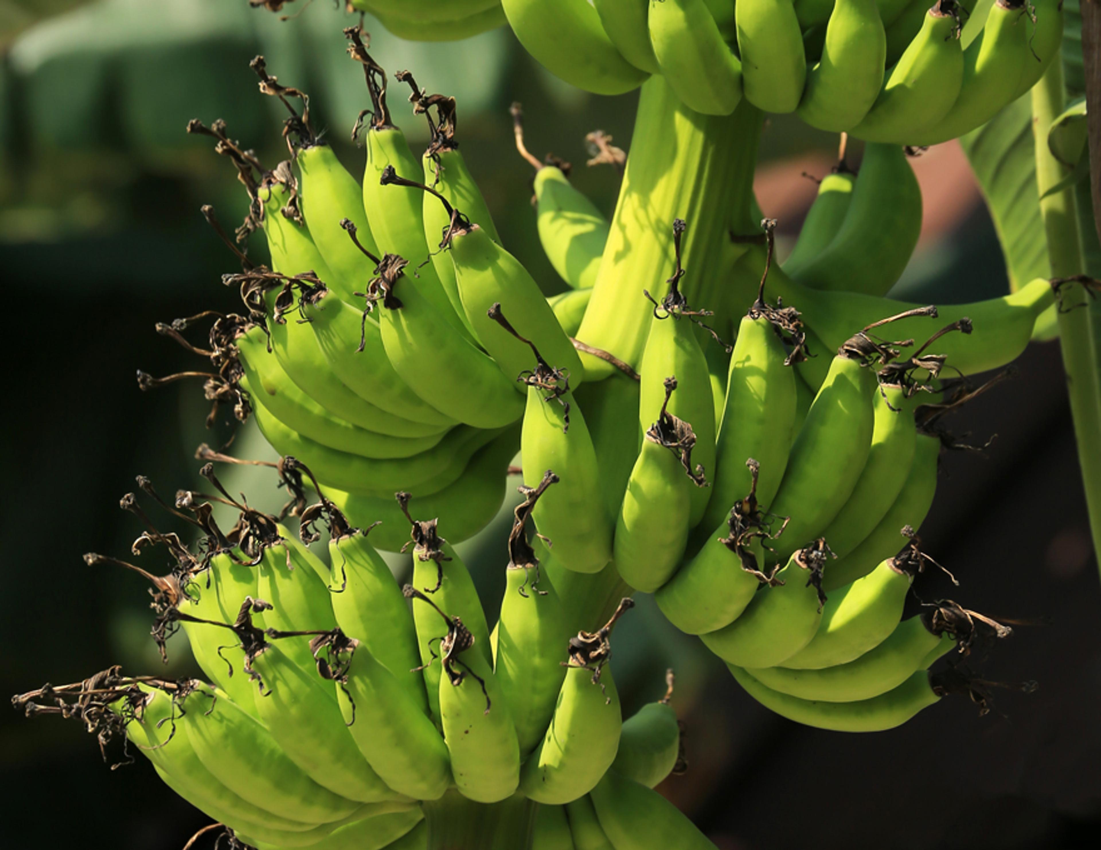 A banana finger full of bananas.