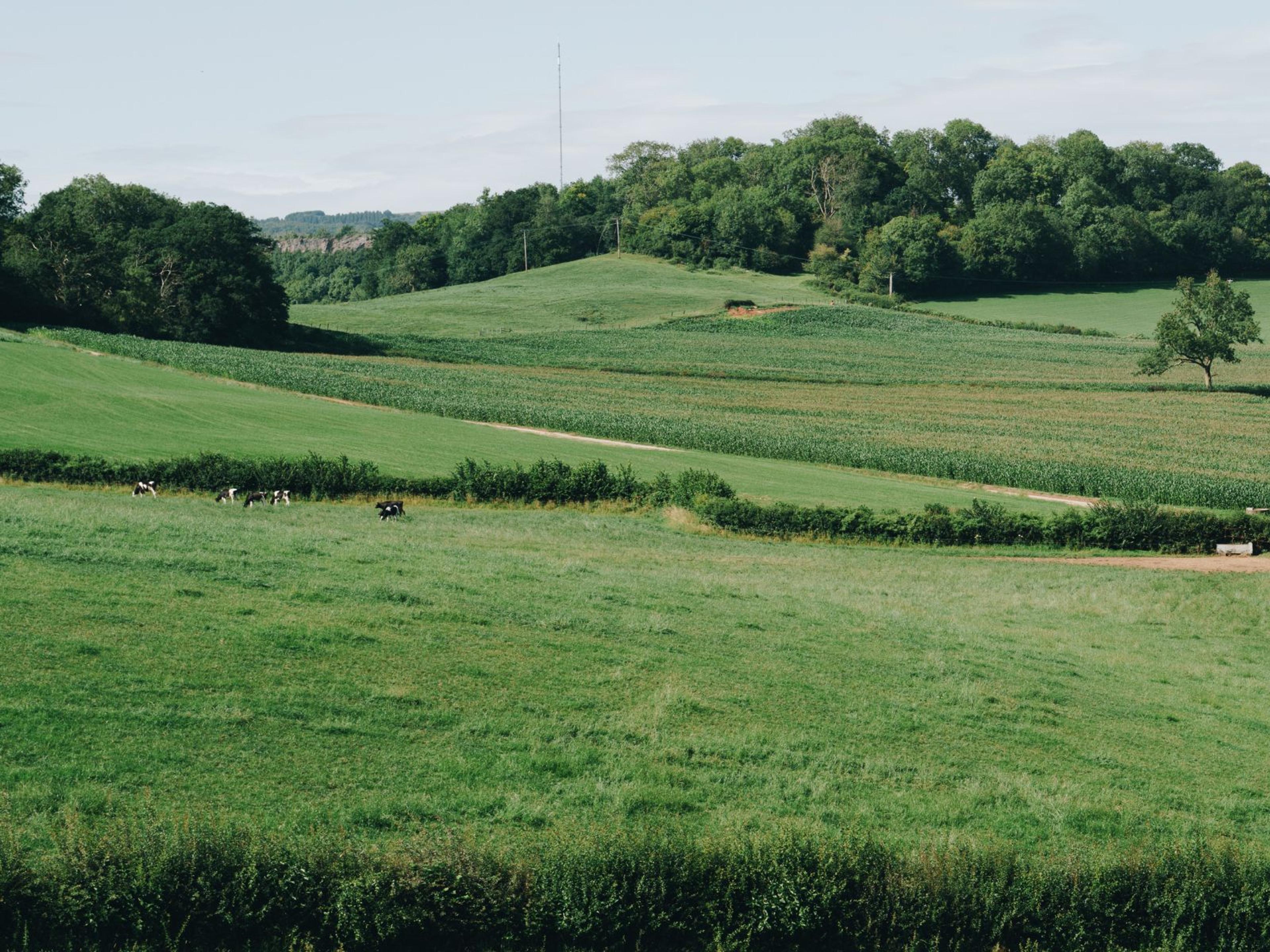 Green land with grass and trees.