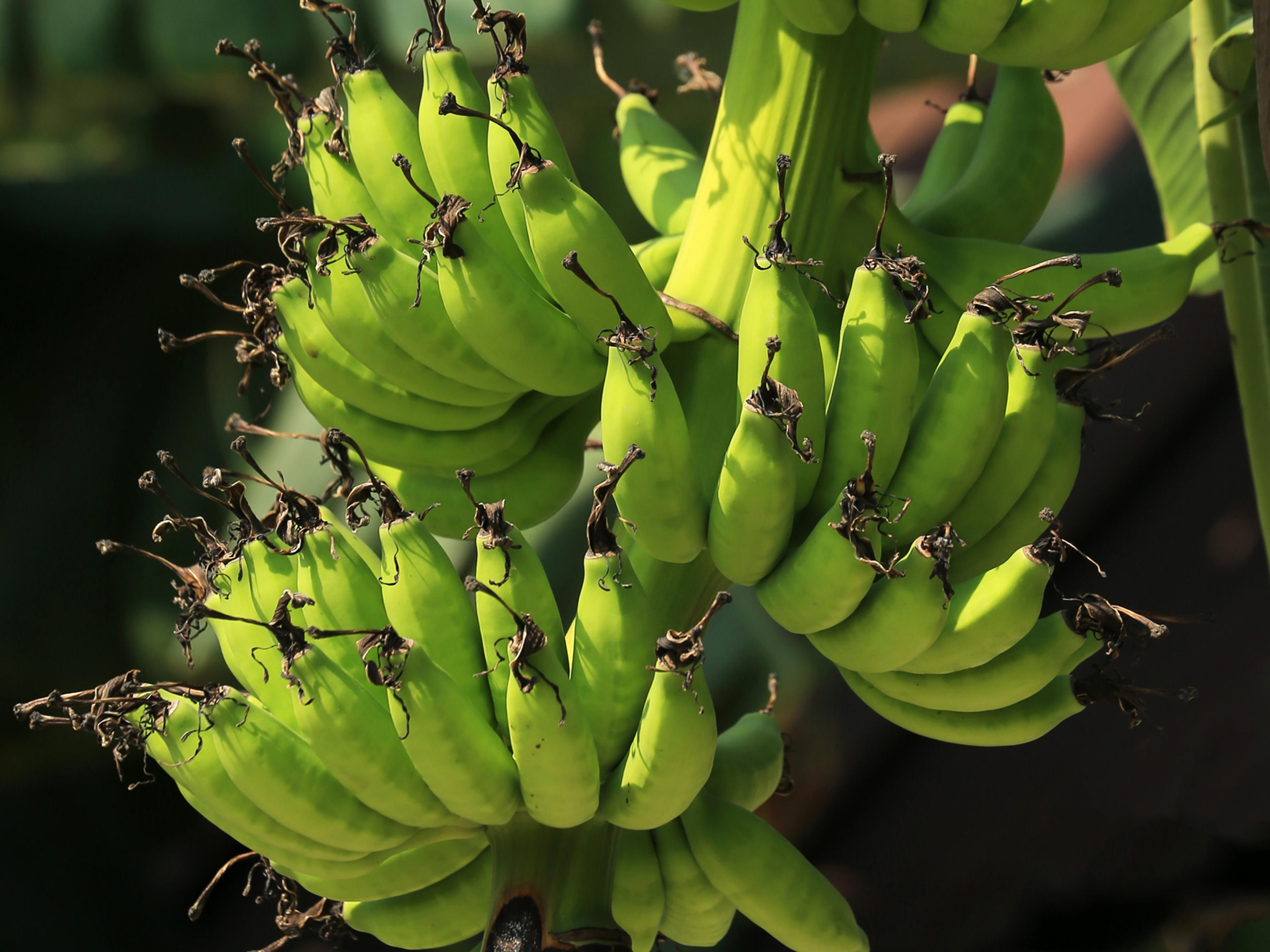 A banana finger full of bananas.