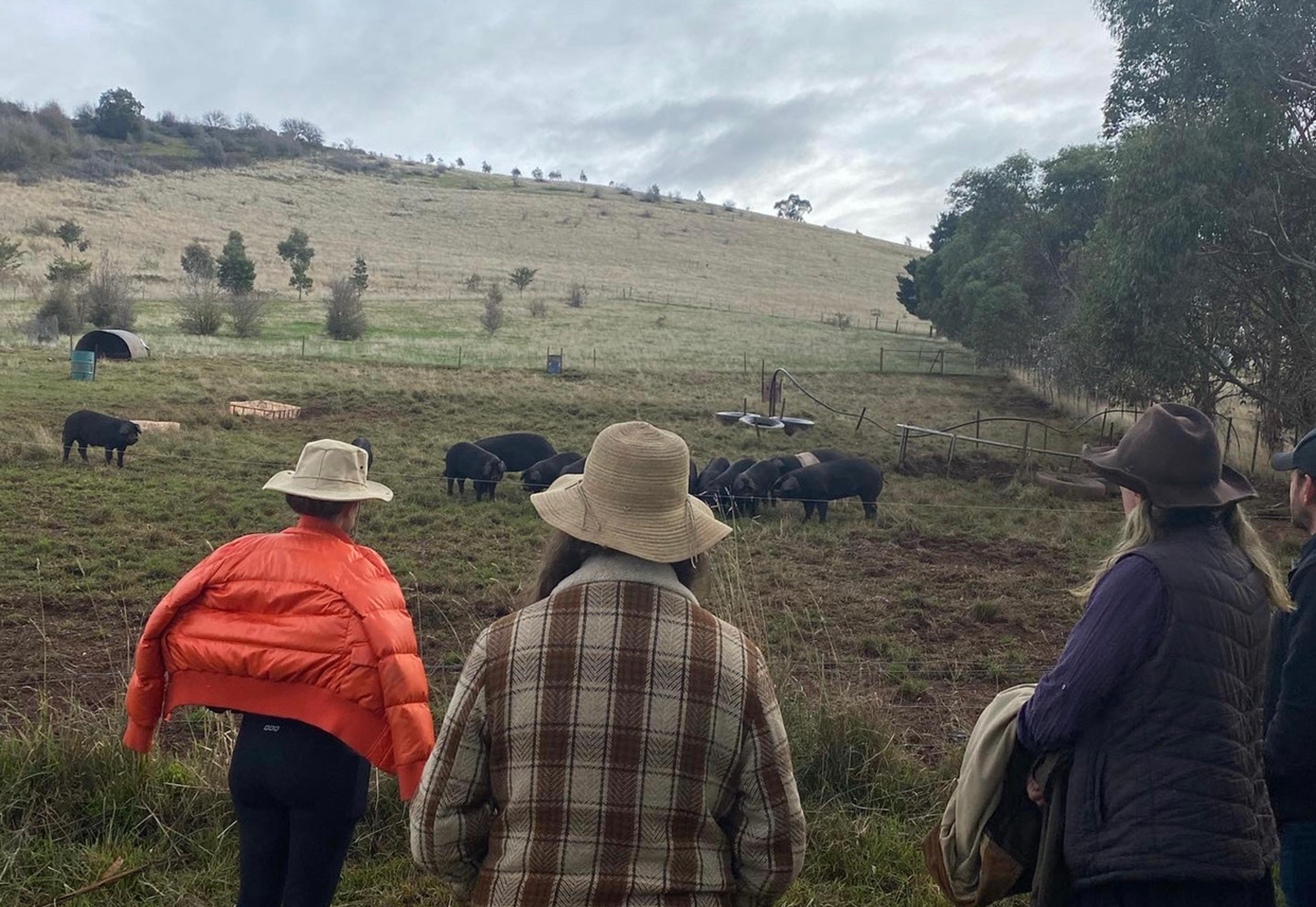 3 people looking out at a paddock of black pigs at the foot of a small hill. 