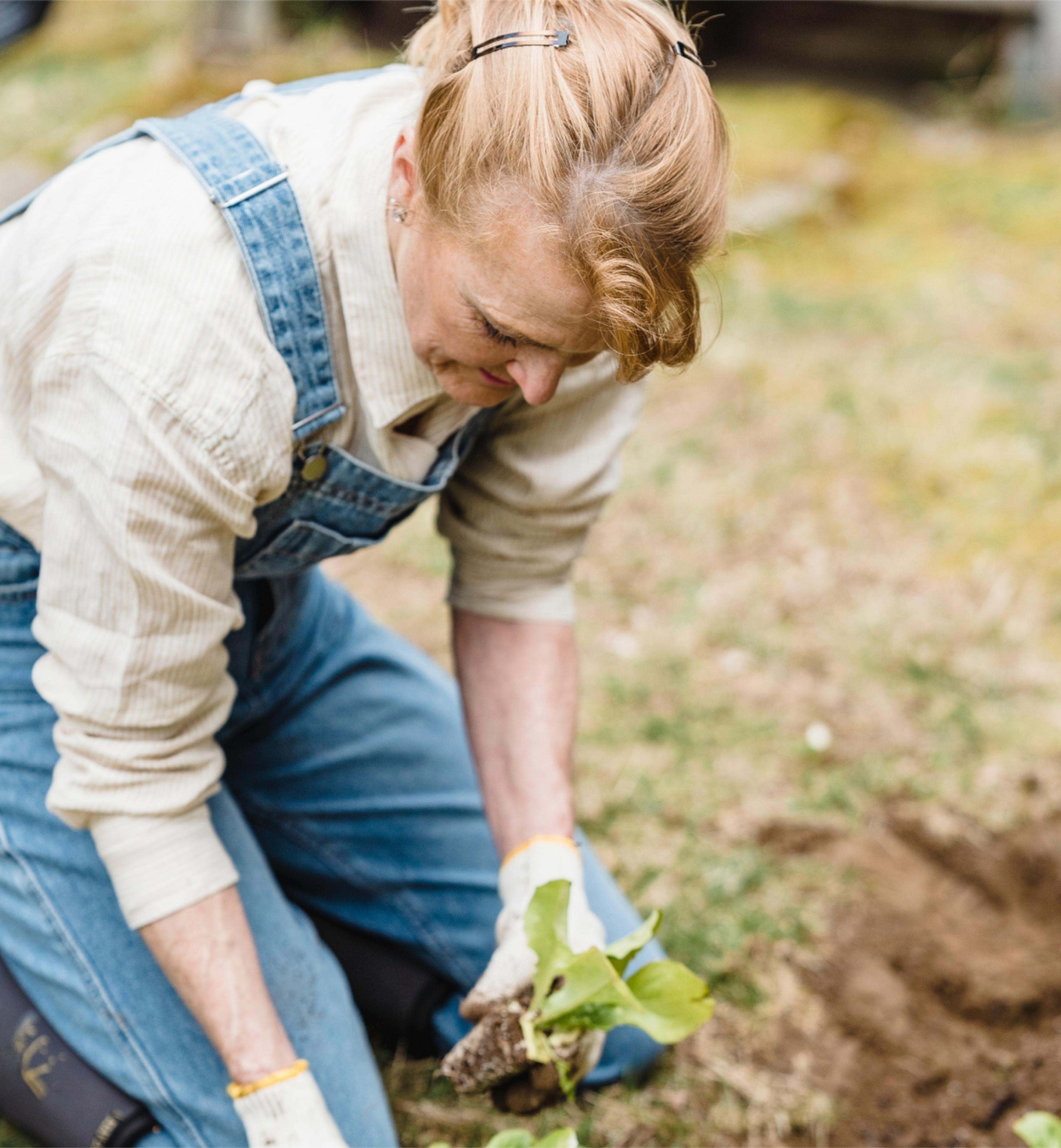 A person in overalls planting a lettuce.