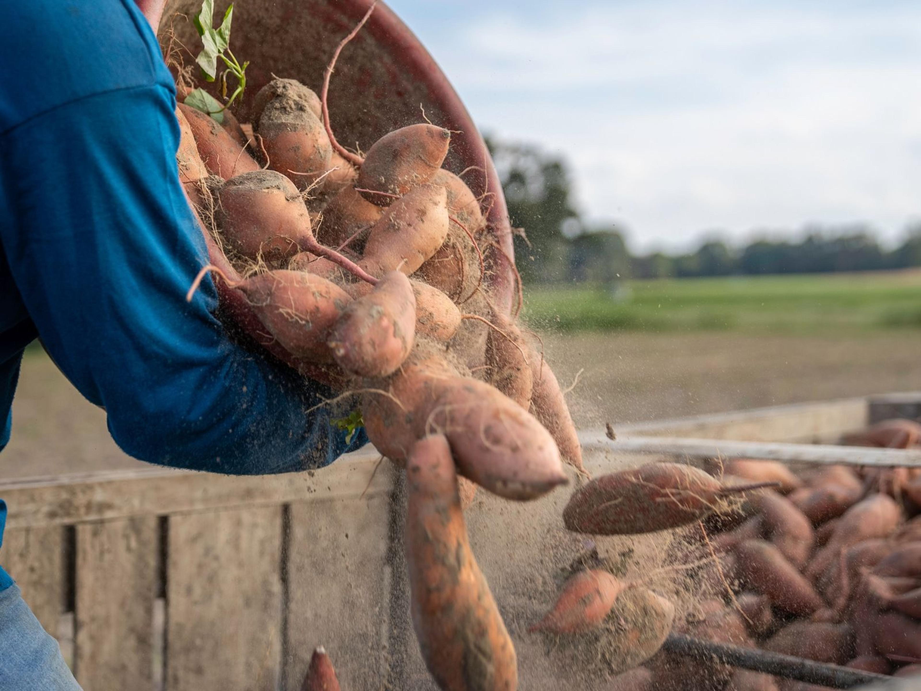 A person dumping a lot of sweet potatoes out of a basket and into a wooden crate.