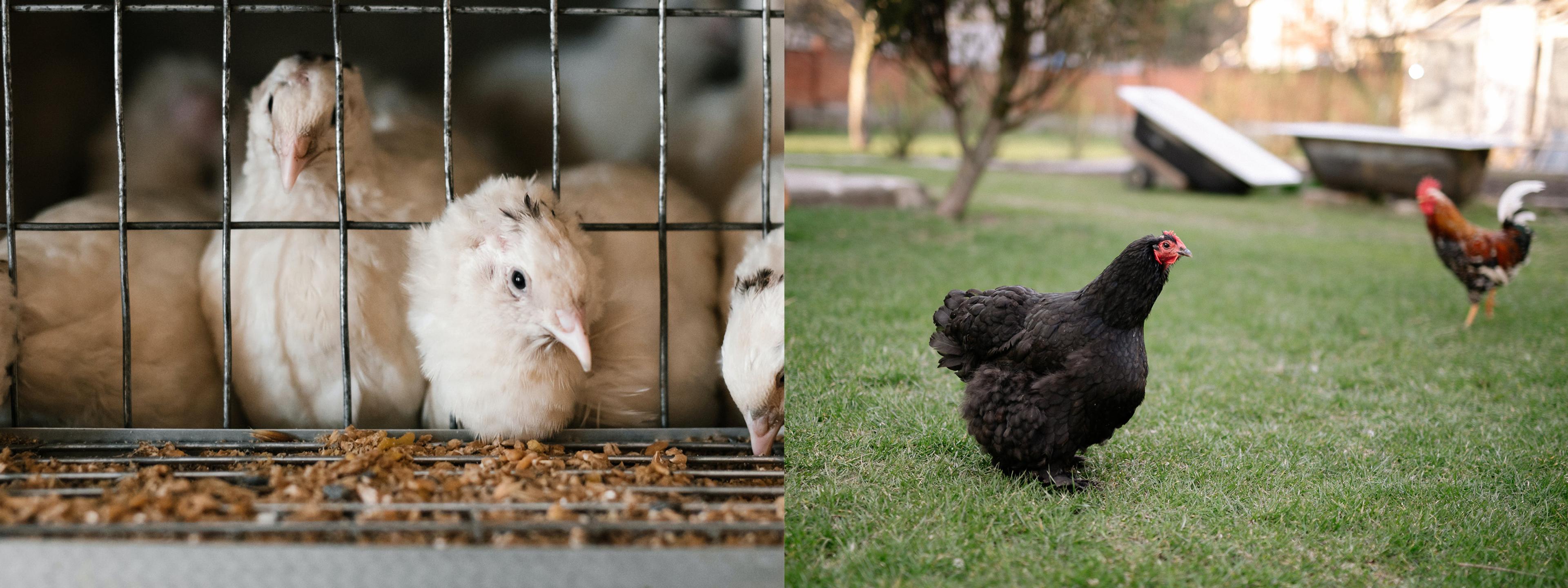 On the left there is a photo of a factory farm packed to the brim with white chickens. On the right there are a few chickens roaming outdoors in a grassy area.