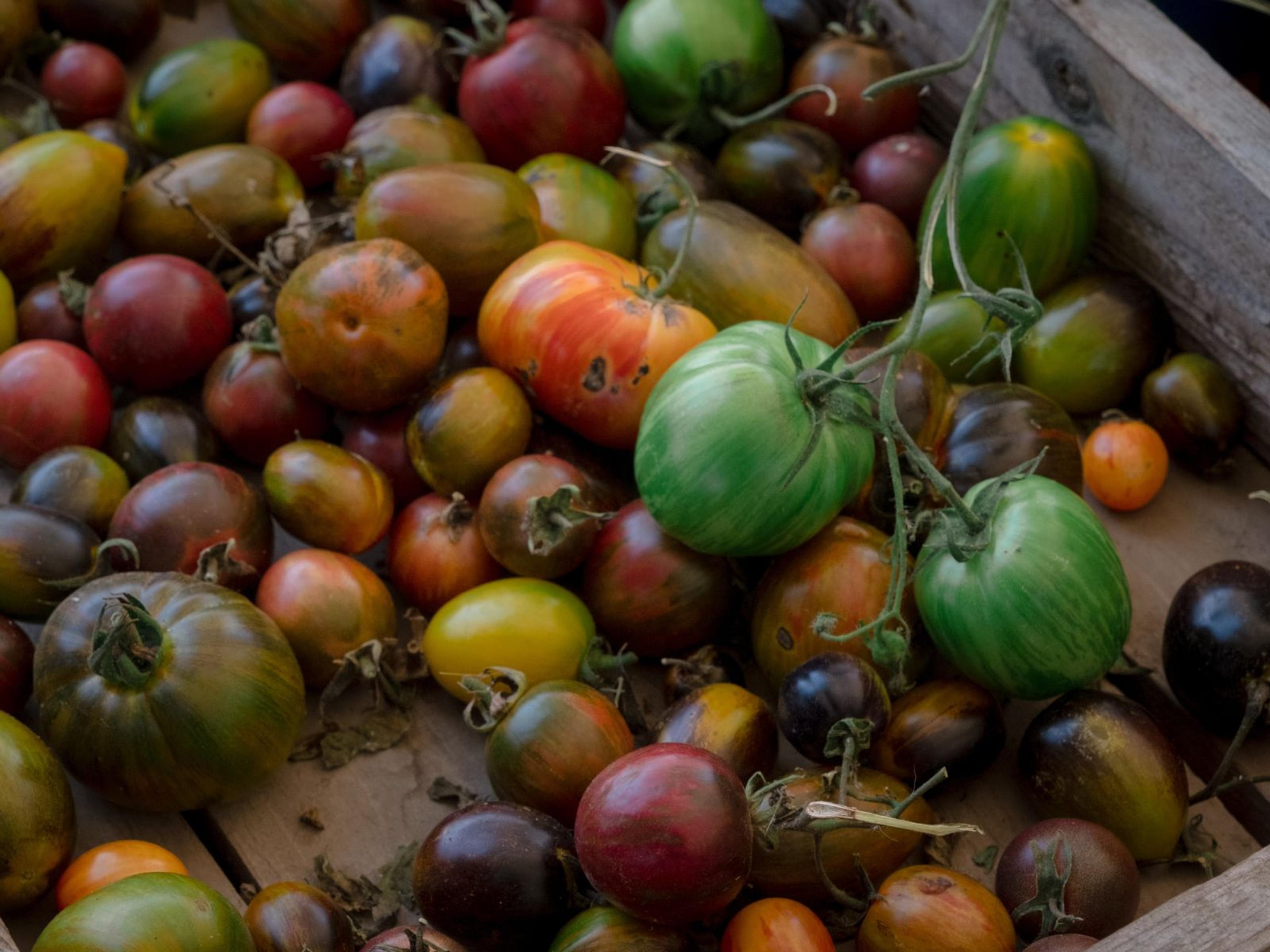 A beautiful collection of tomatoes that are lots of different colours.