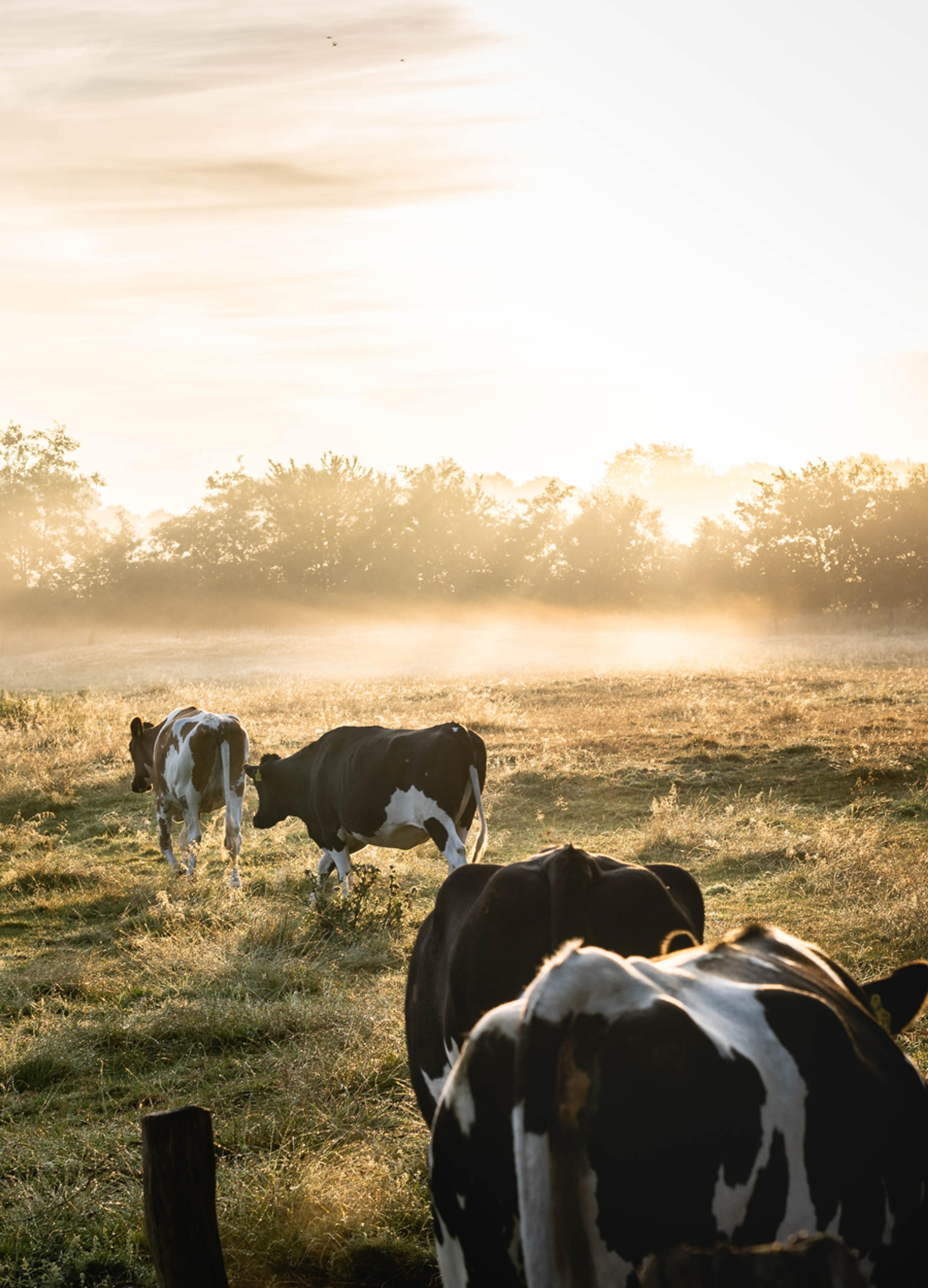 A misty paddock at sunrise with black and white cows.