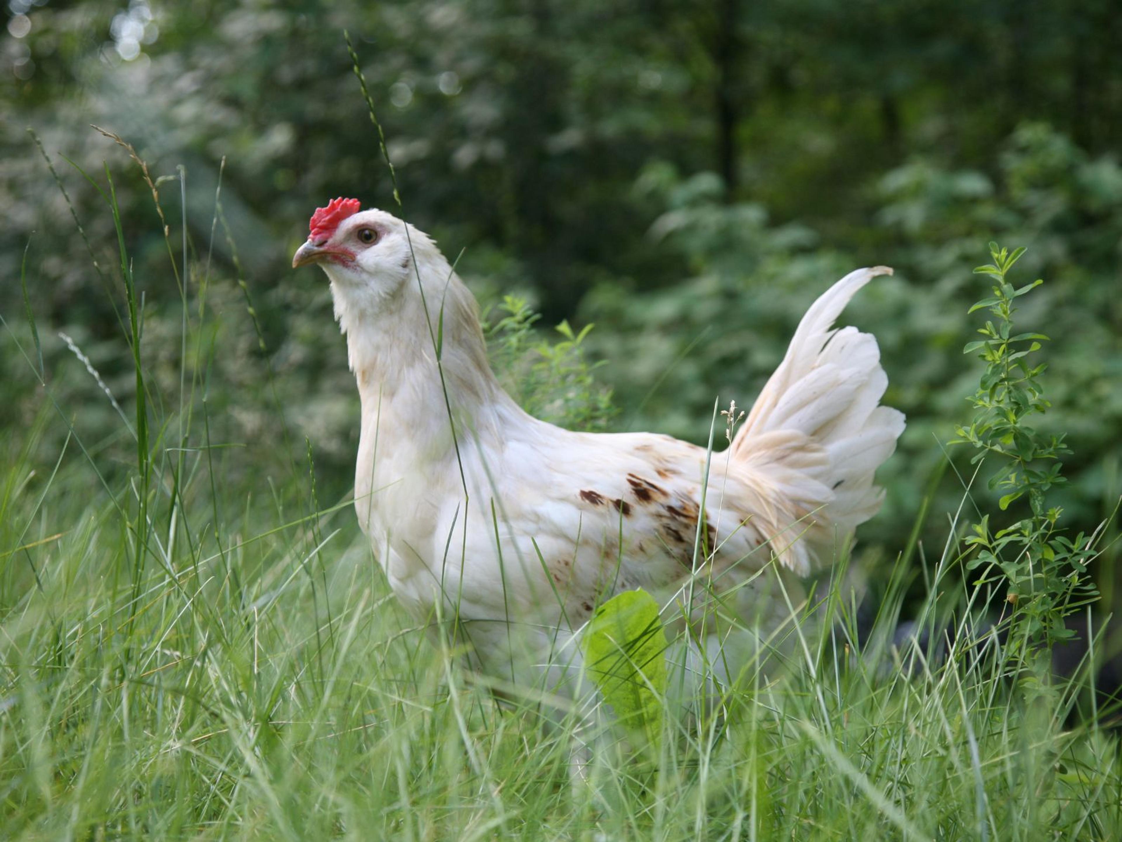 A white chicken out and about in a green area.