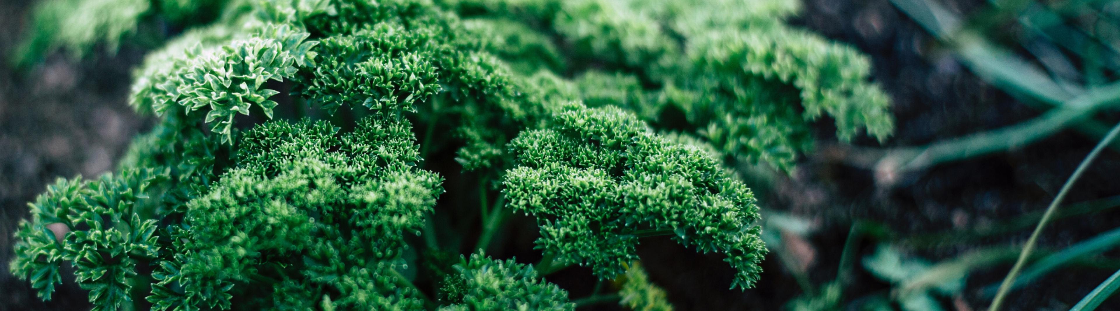 A parsley plant growing in soil.