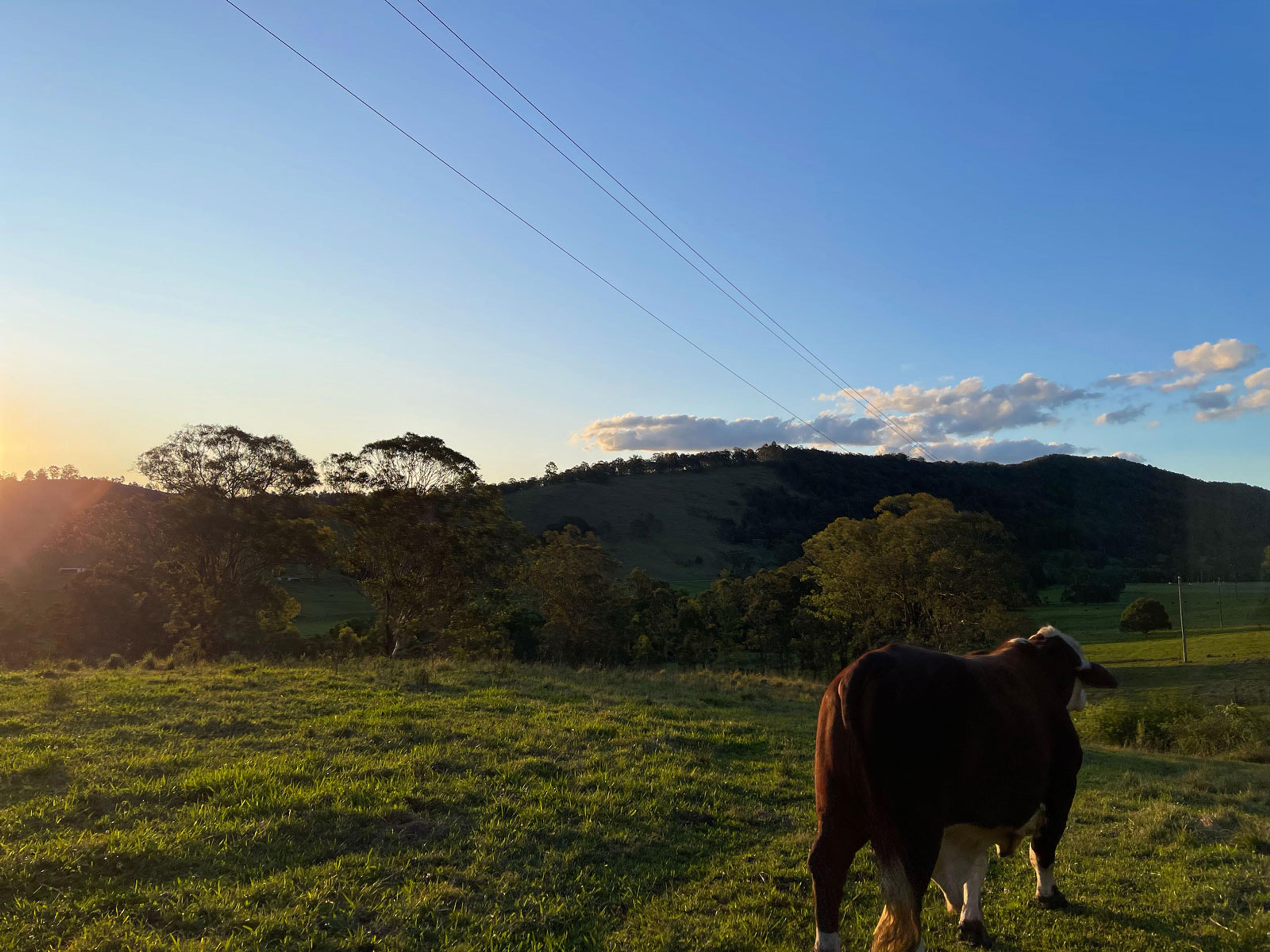 A paddock with hills in the background and a brown and white cow walking away.
