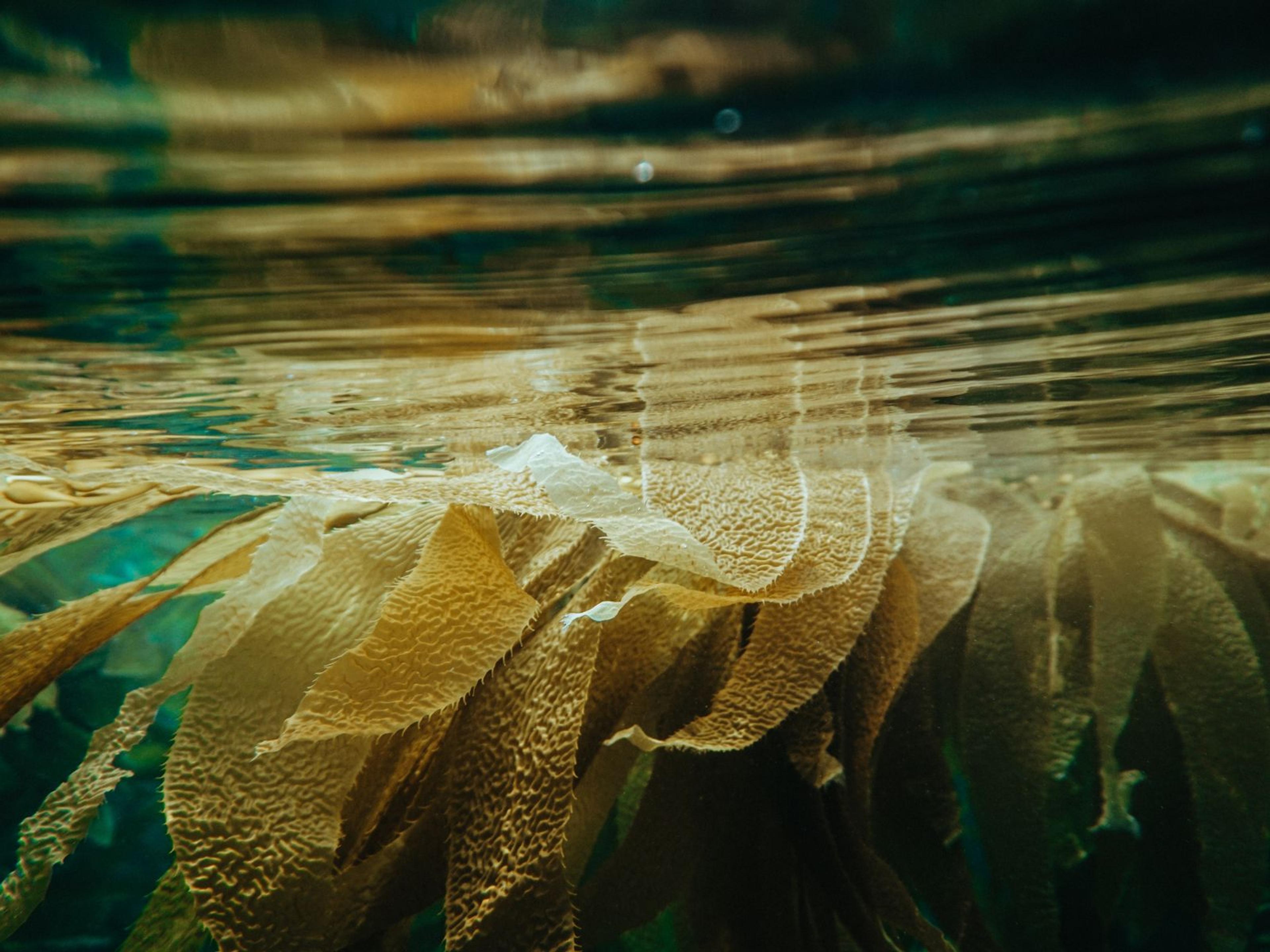 An underwater photo of seaweed floating near the top of the water.