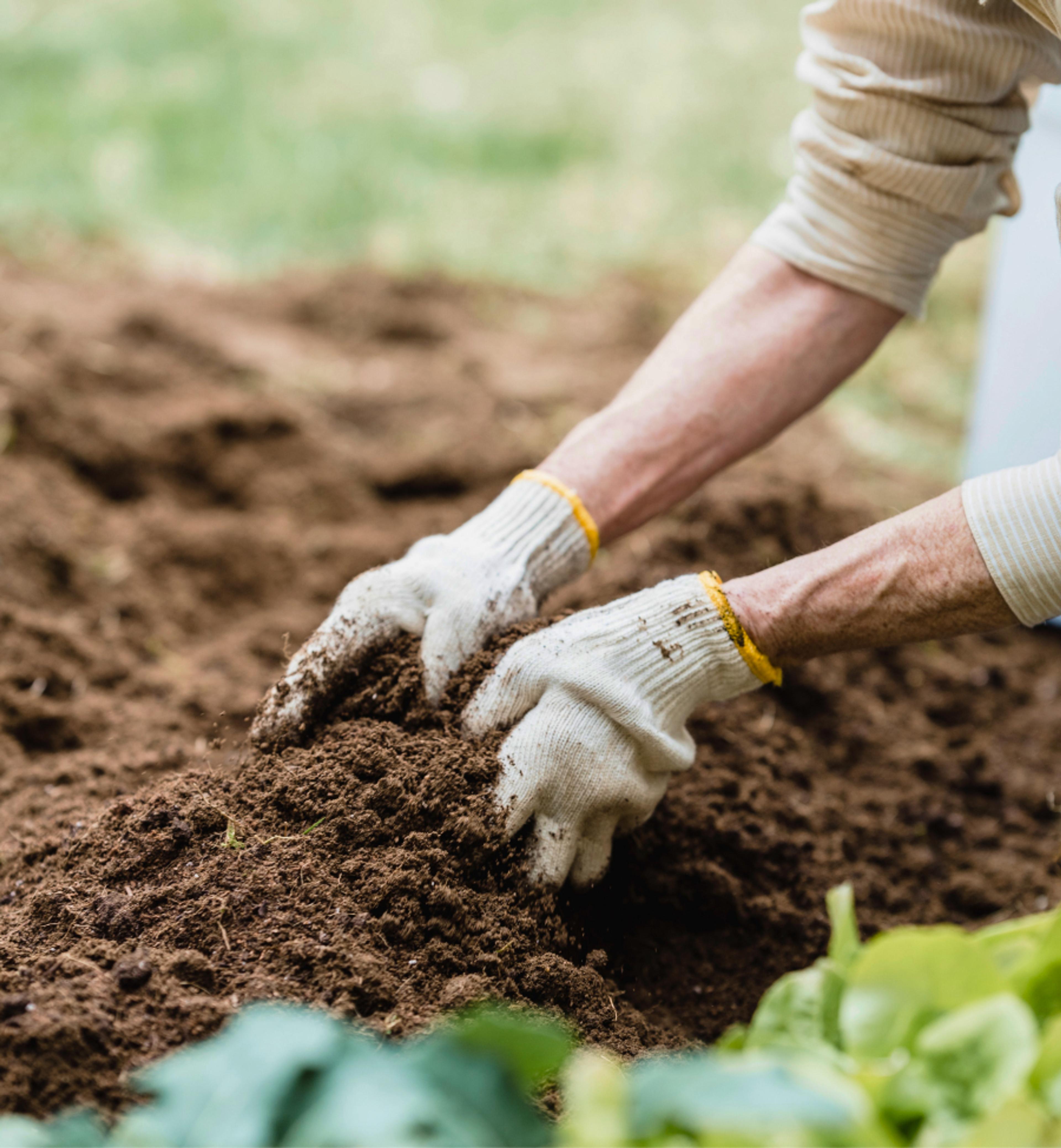 Somebody with gloves and their hands in the soil on the ground.