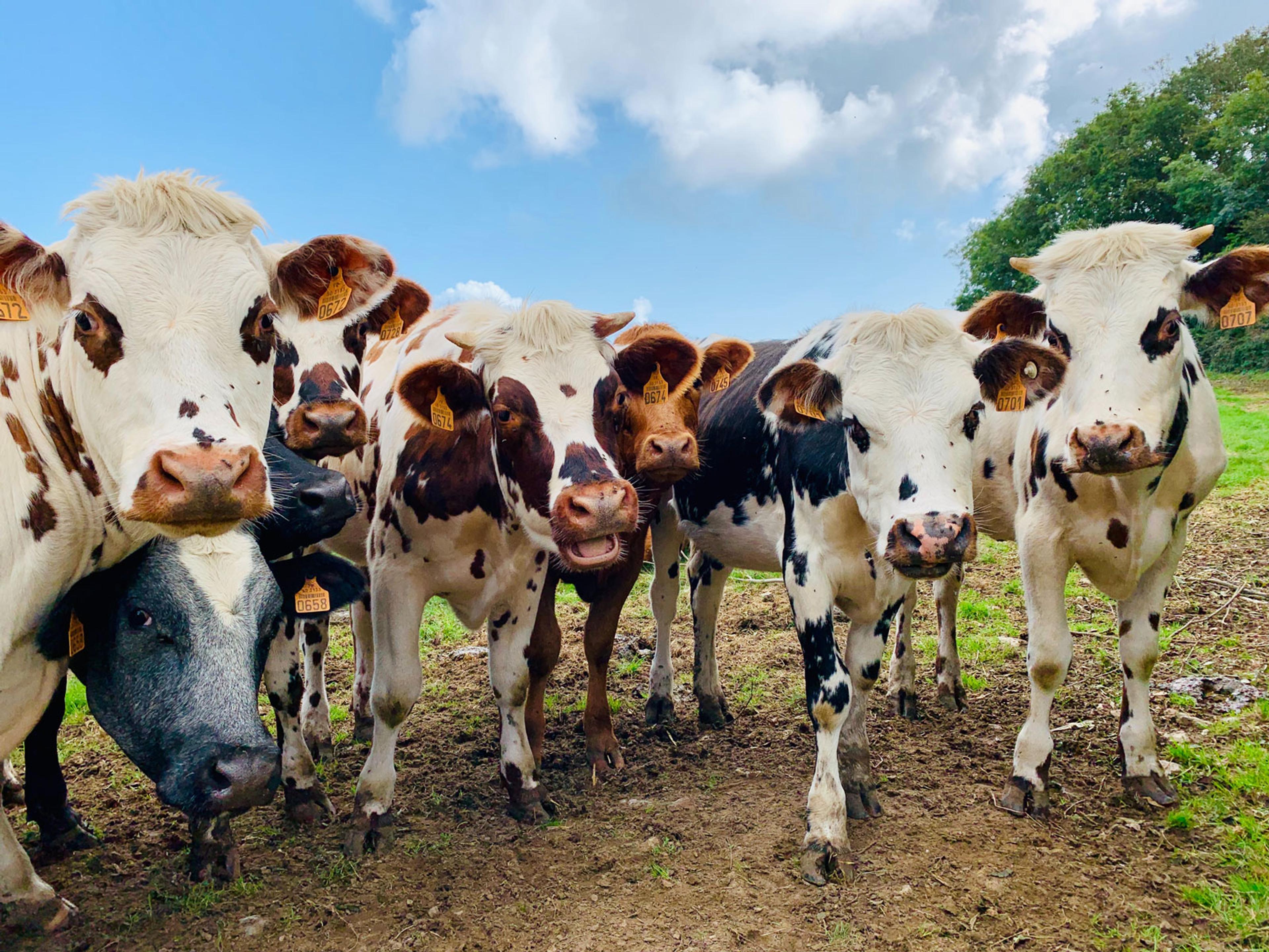 A group of white cows with brown splotches staring down into the camera. It's a sunny day. 