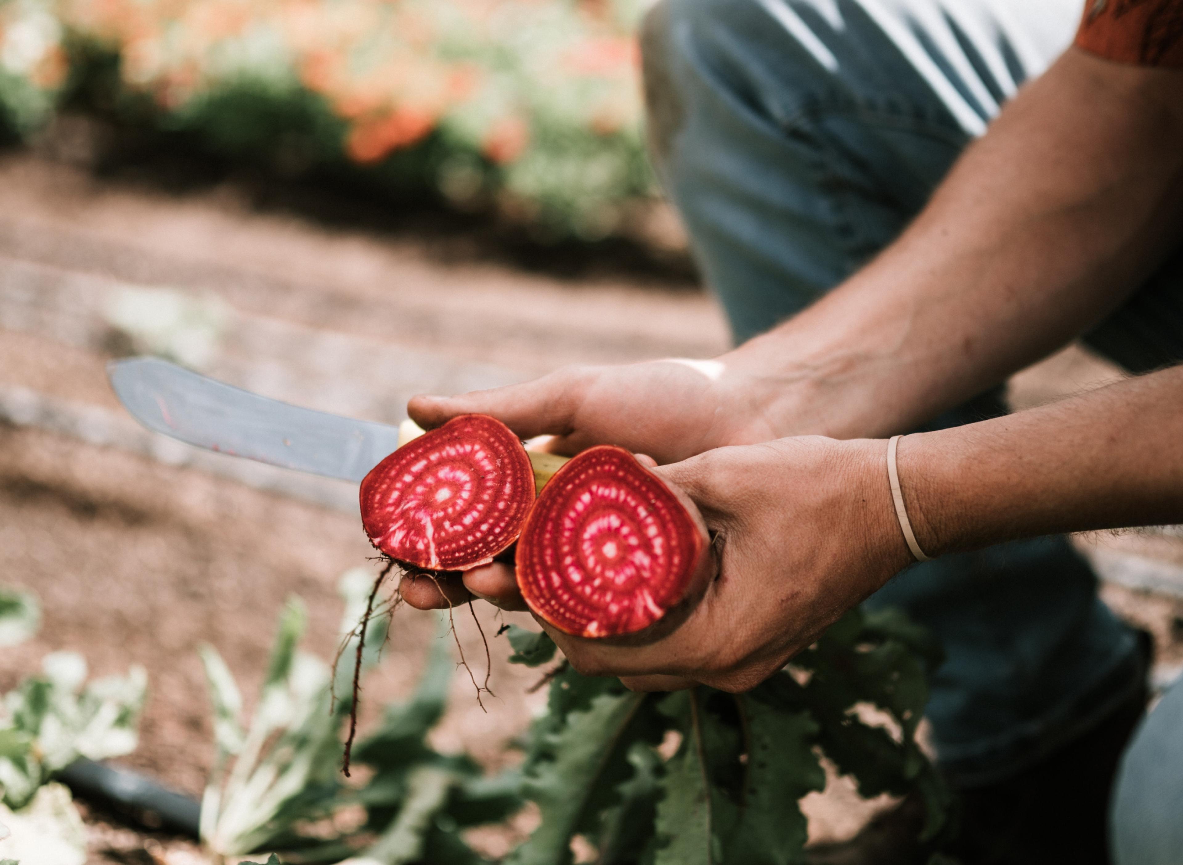 A person holding a knife and beetroot cut in half on a farm.