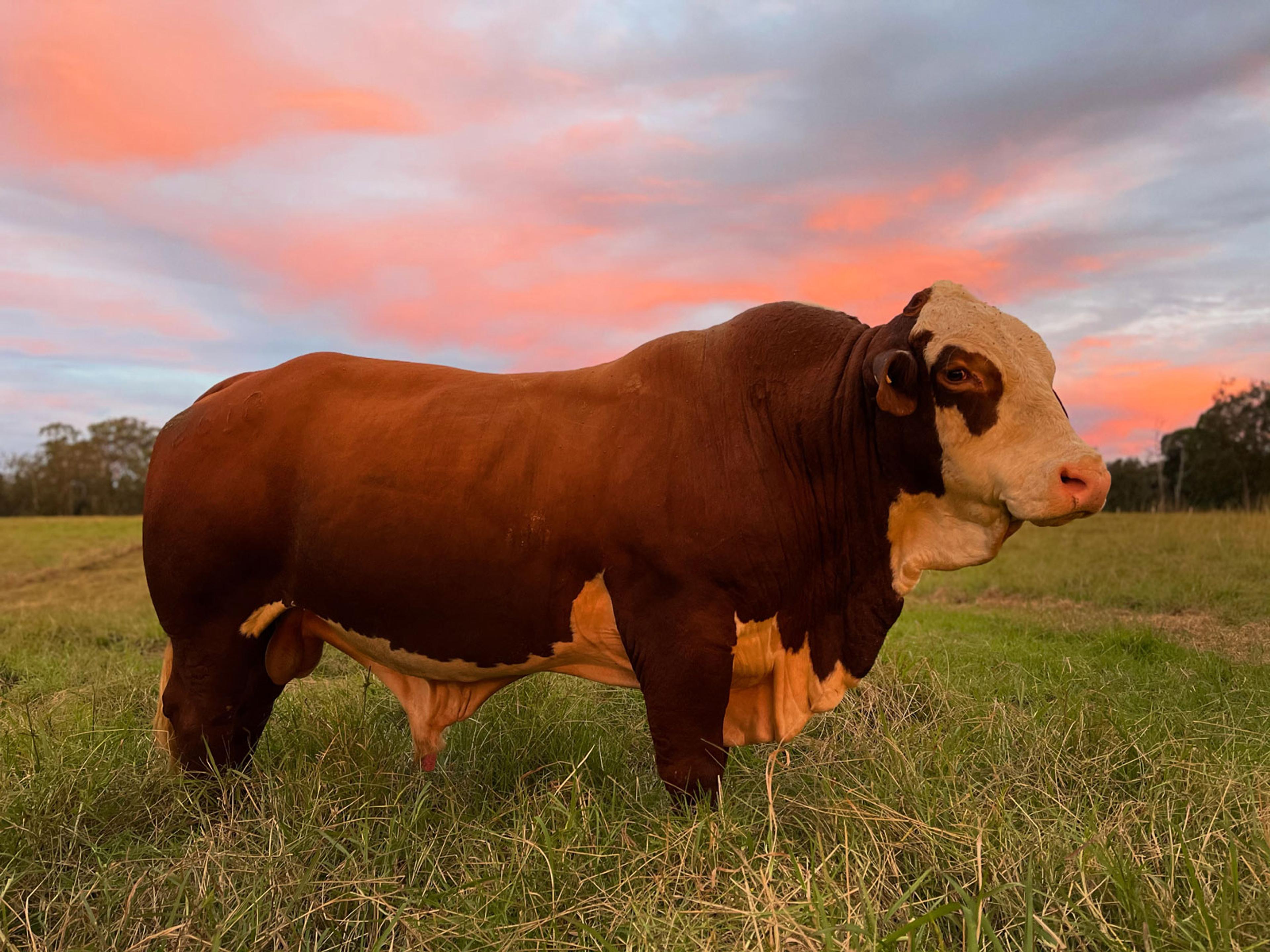 A brown and white cow in a paddock with a red sunrise sky in the background.