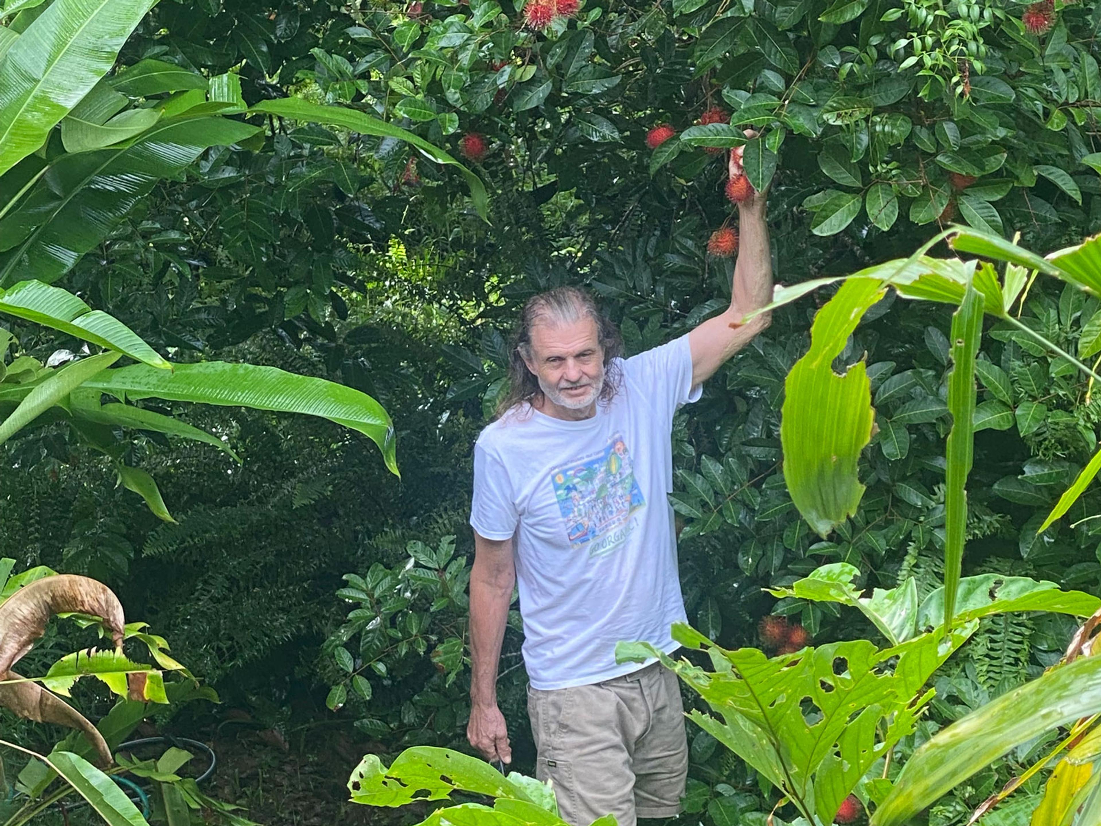 A man surrounded by greenery picking a big red rambutan off a tree.