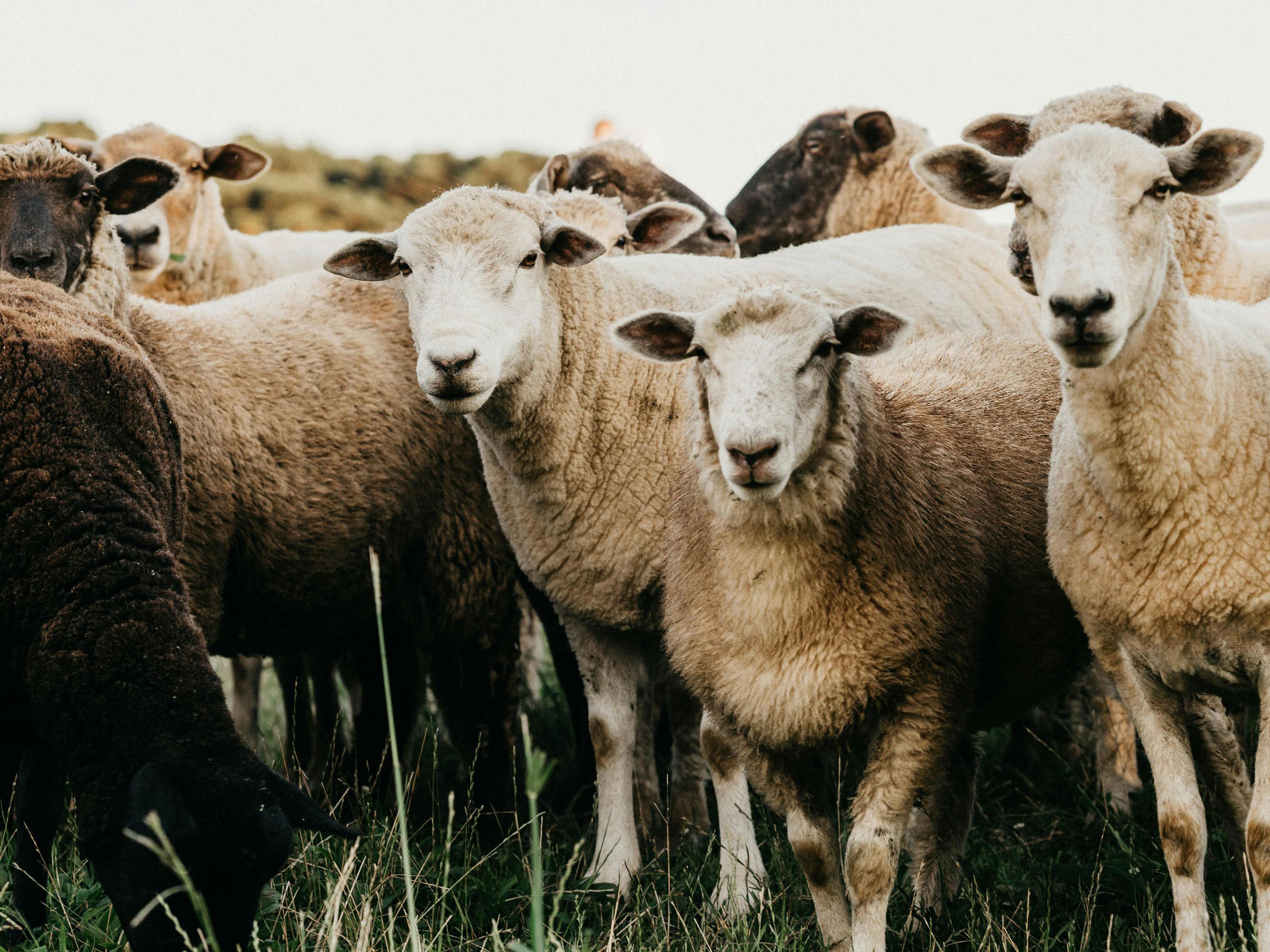 A herd of sheep all crowded together in a paddock and most of them are looking at the camera.