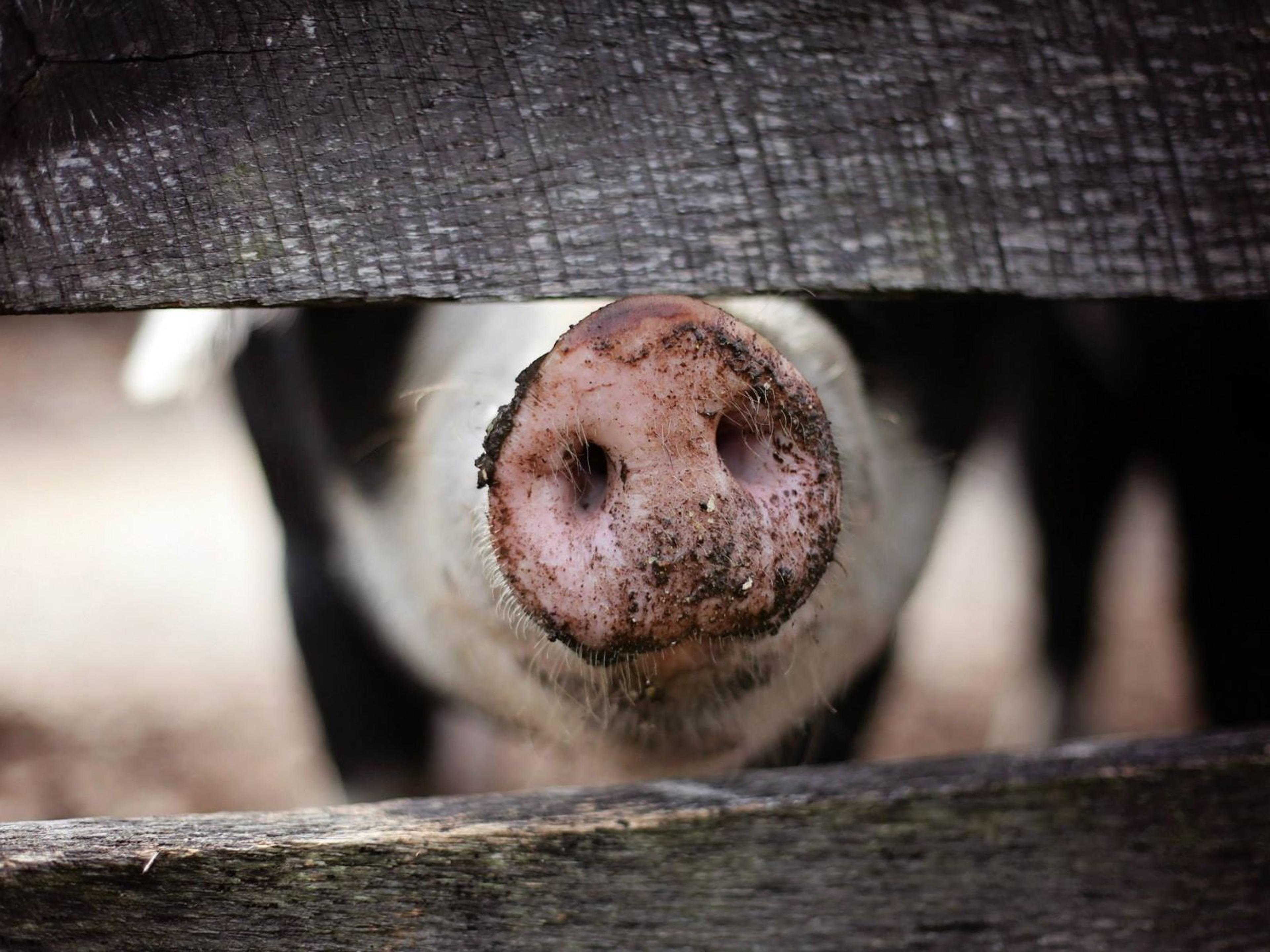 A pig's black and white snout peeking out between two wooden slats.